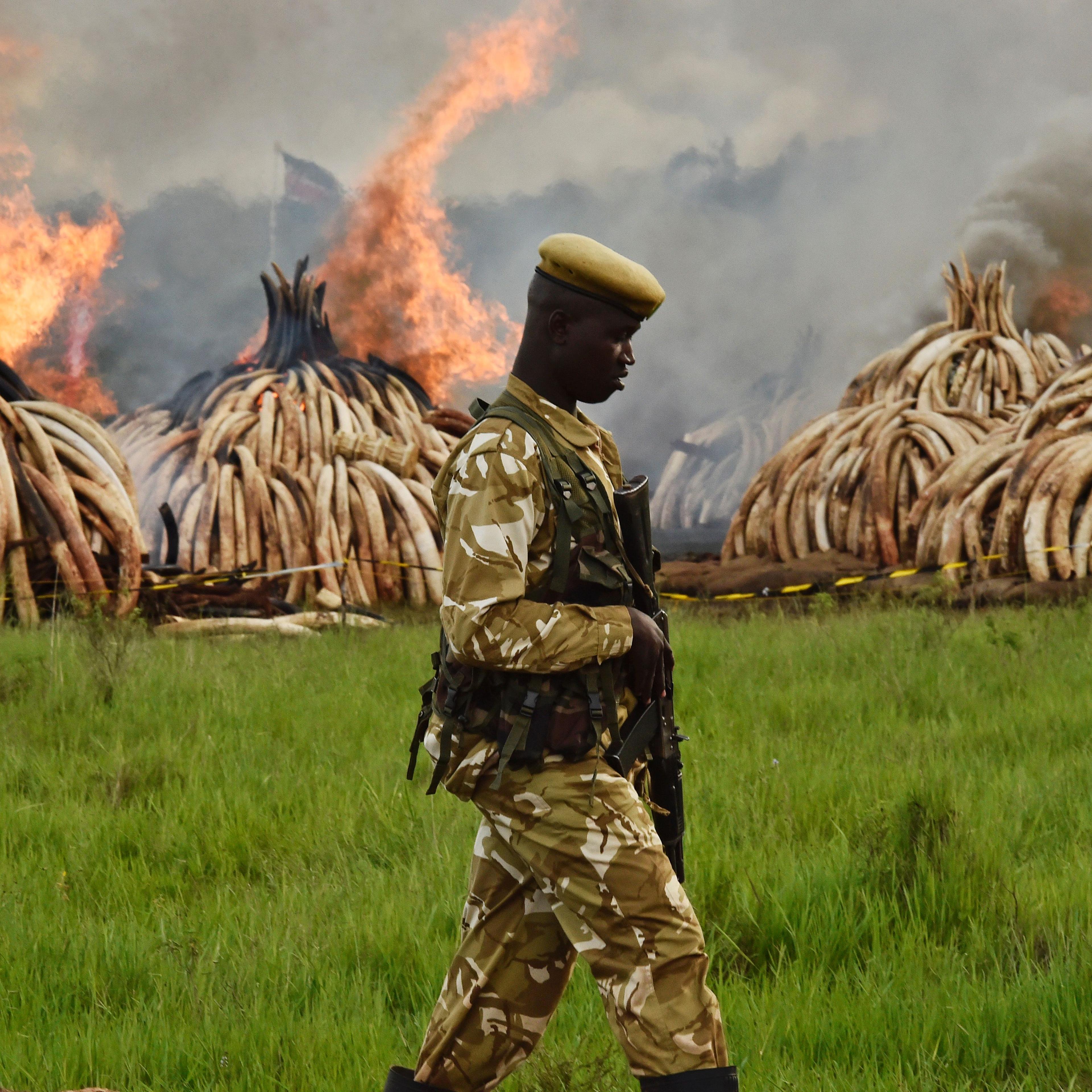 ivory burn hunting