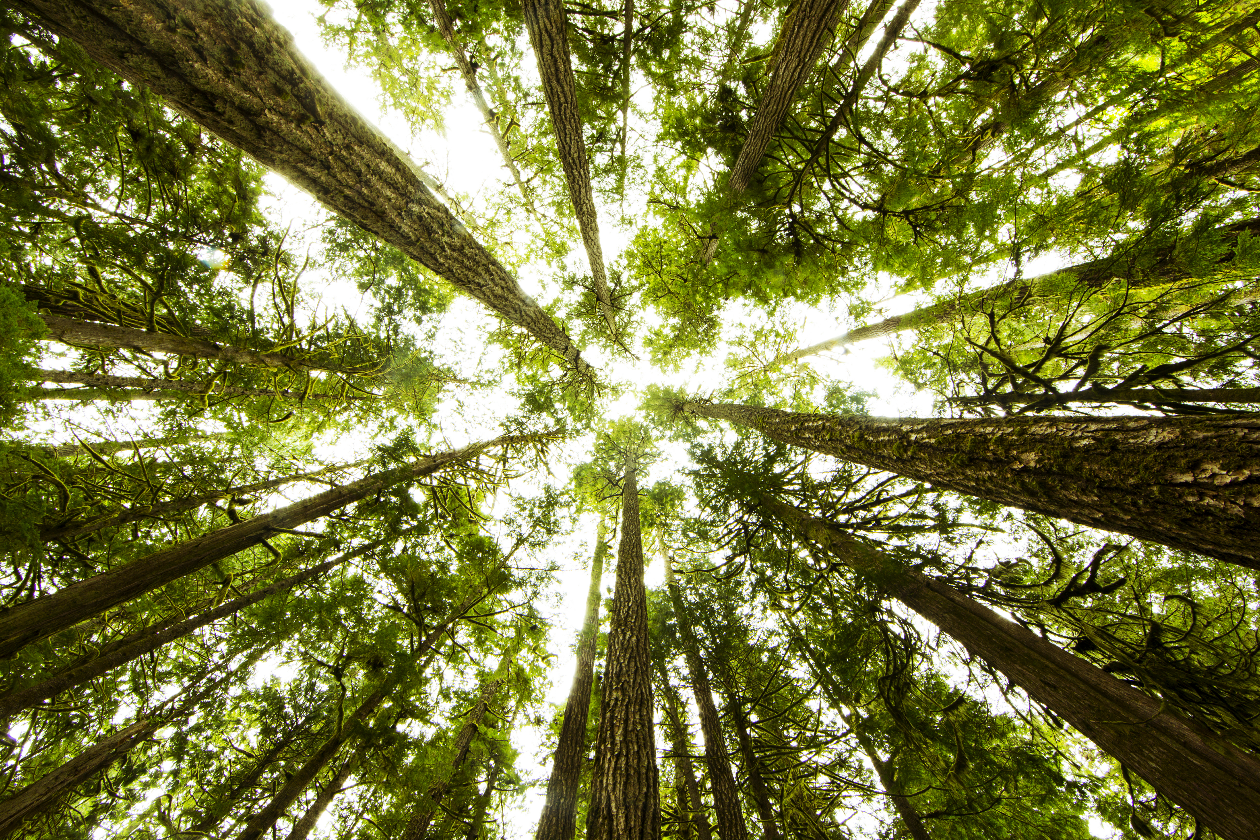 lush green rain forest.