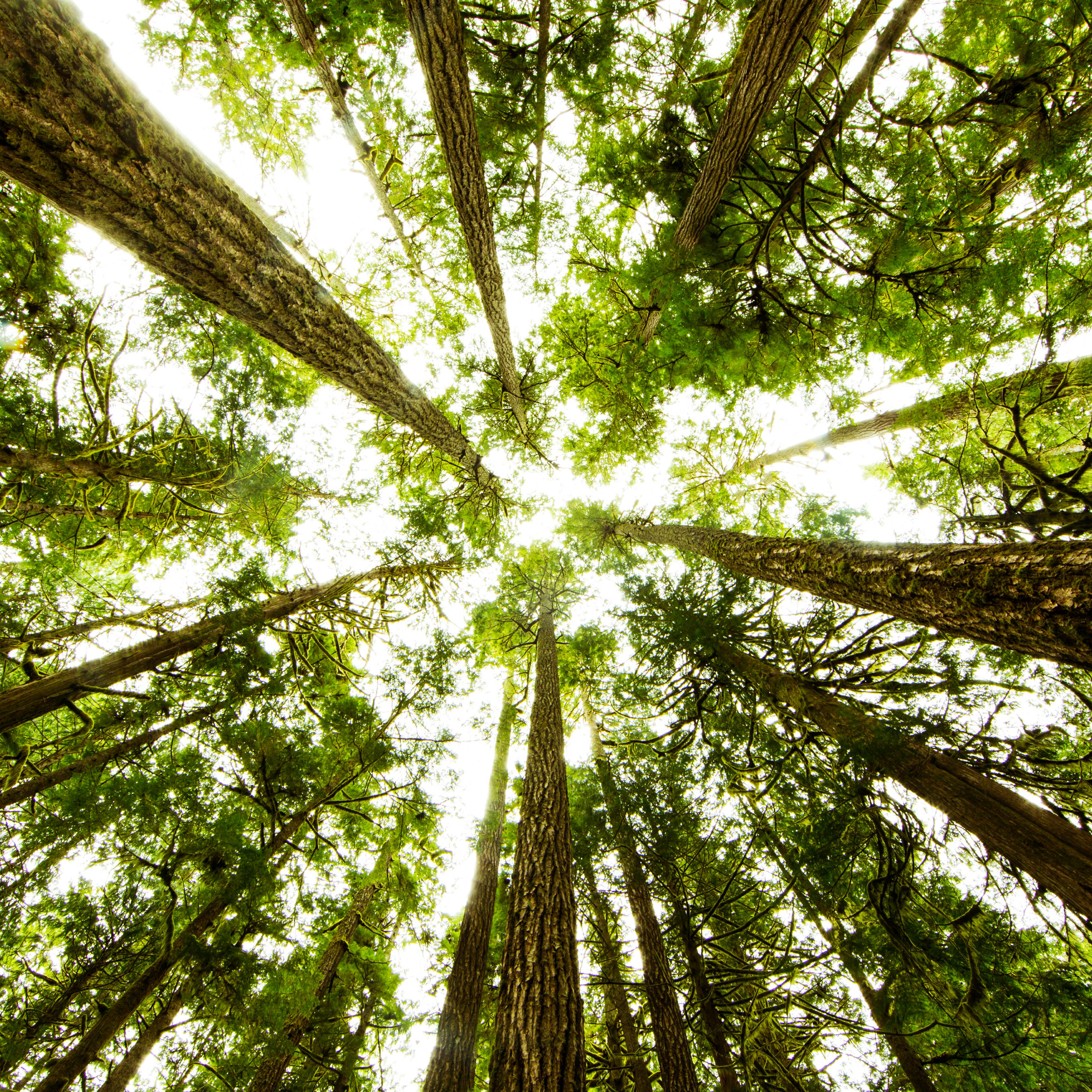 lush green rain forest.