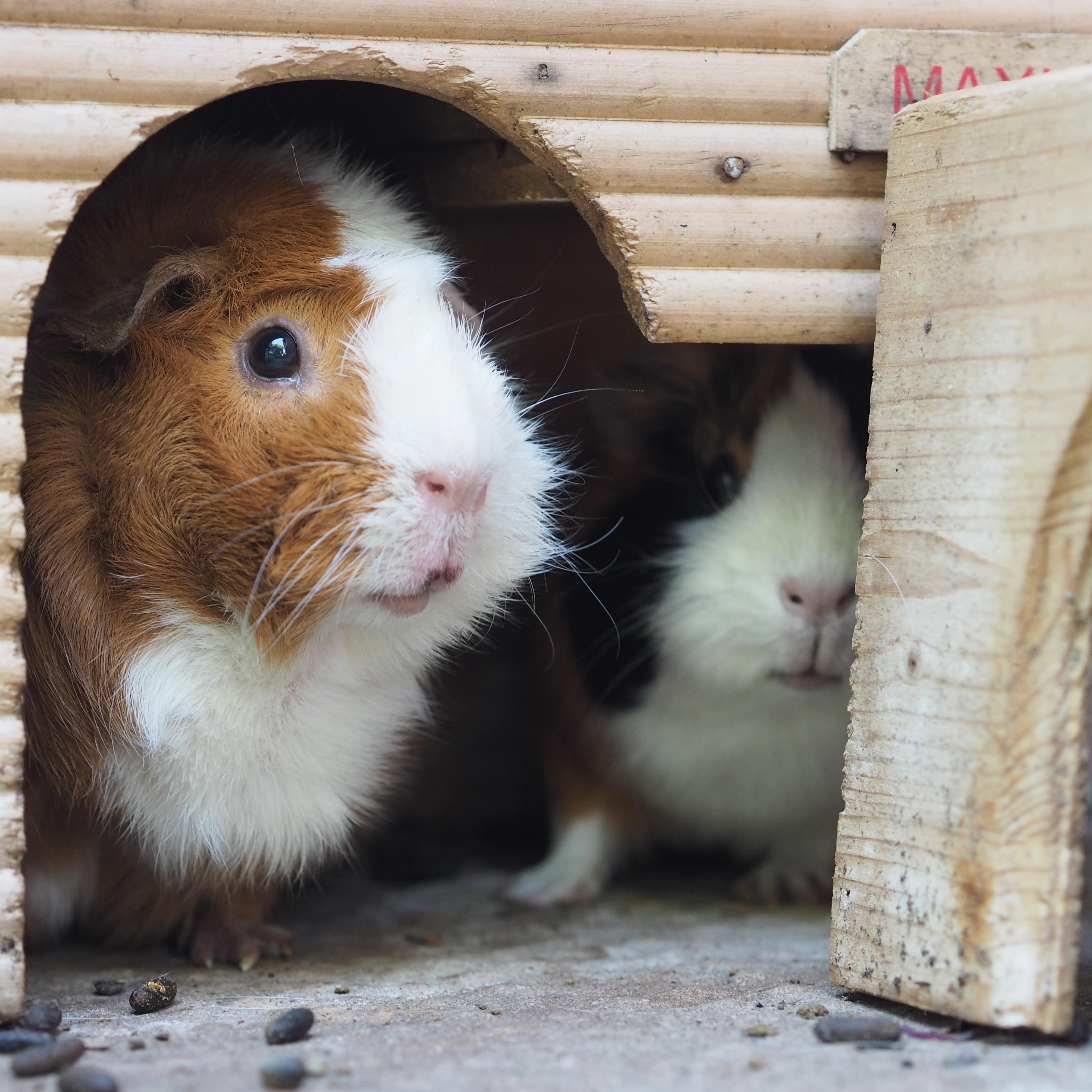 Close-Up Of Guinea Pigs In Pet House