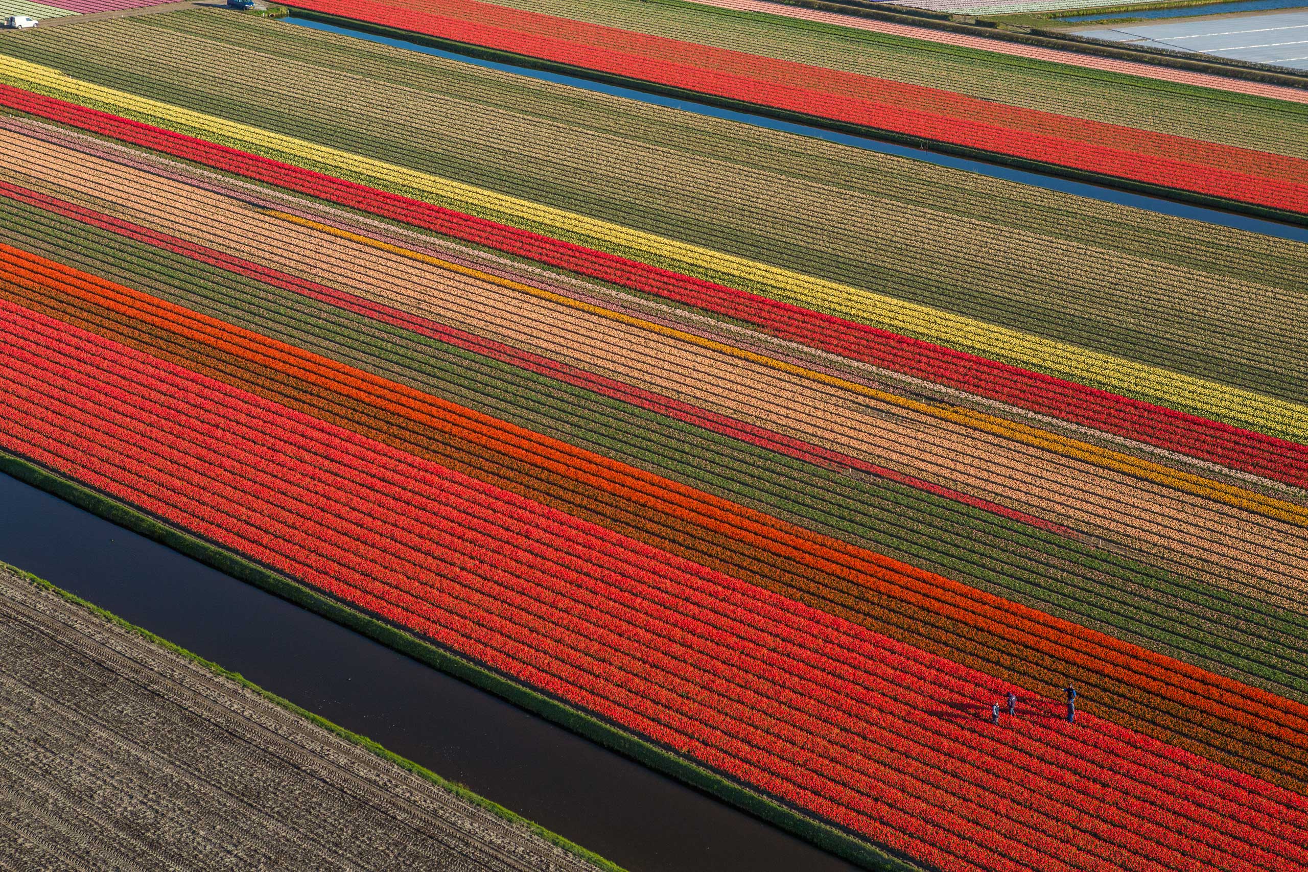 Tulips blooming/picking between Amsterdam and Leiden.