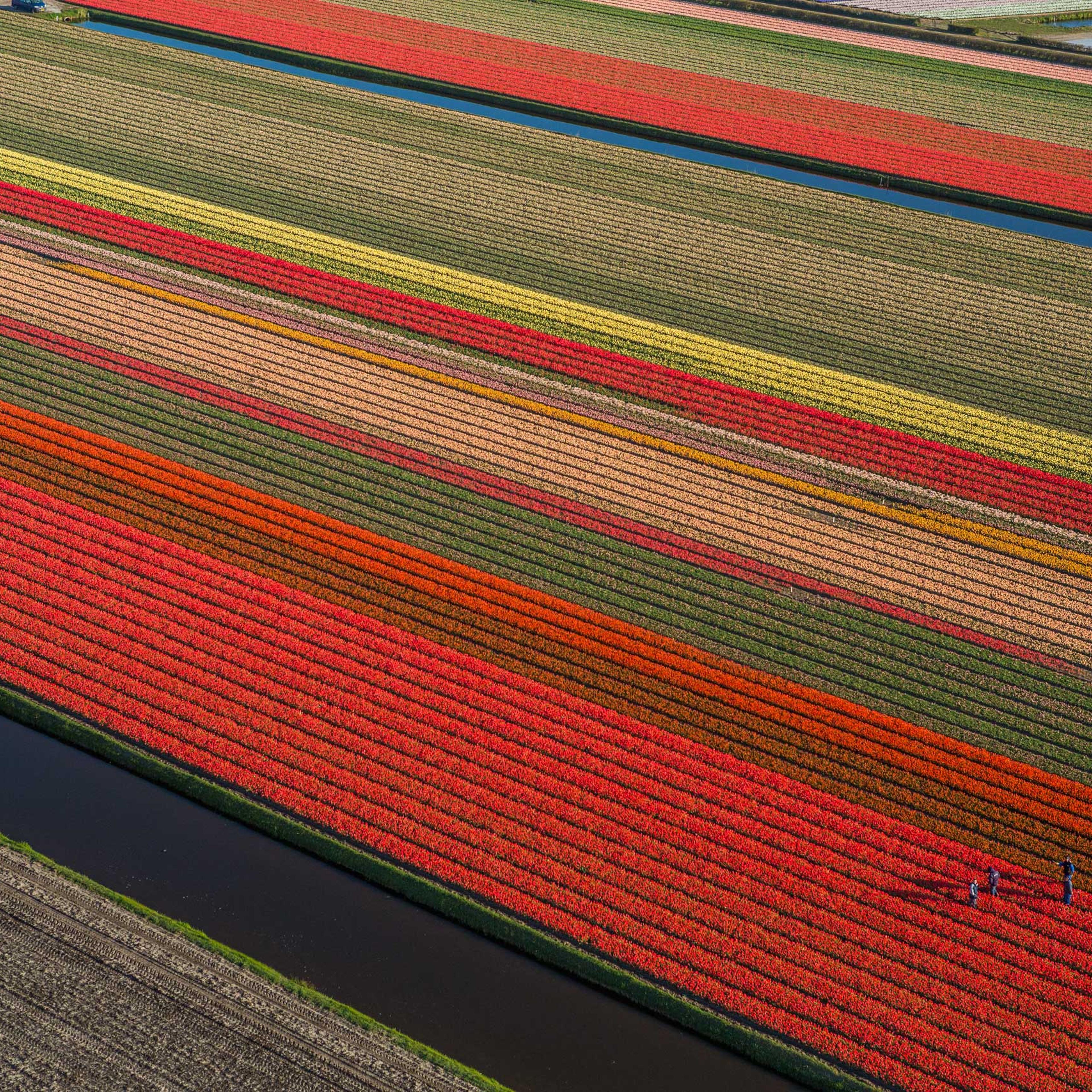 Tulips blooming/picking between Amsterdam and Leiden.
