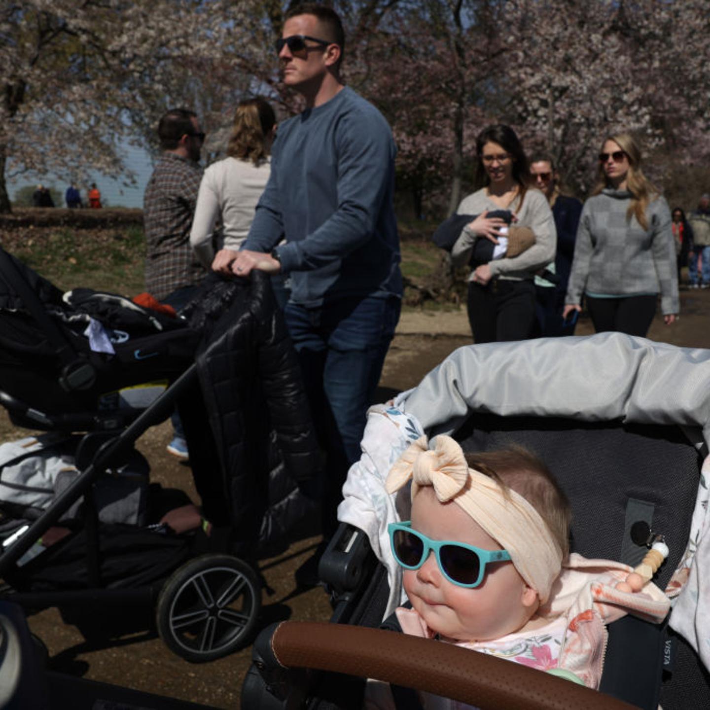 Washington, DC's Famous CherFamilies visit cherry blossoms around the Tidal Basin in Washington, D.C., on March 21, 2023.ry Blossom Trees Threatened By Climate Change And Rising Tides