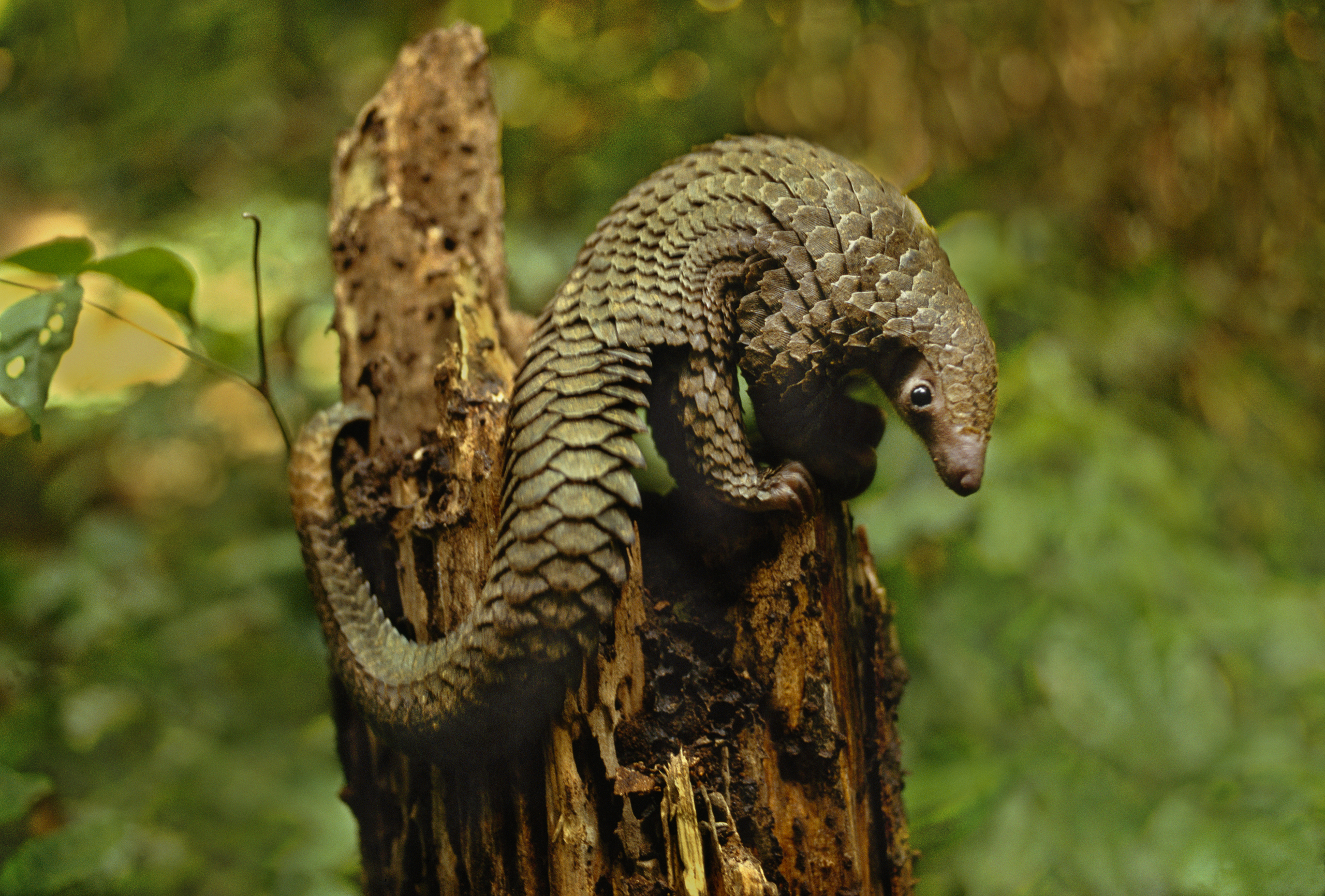 Long-tailed pangolin, Manis tetradactyla, Congo, DRC, Democratic Republic of the Congo