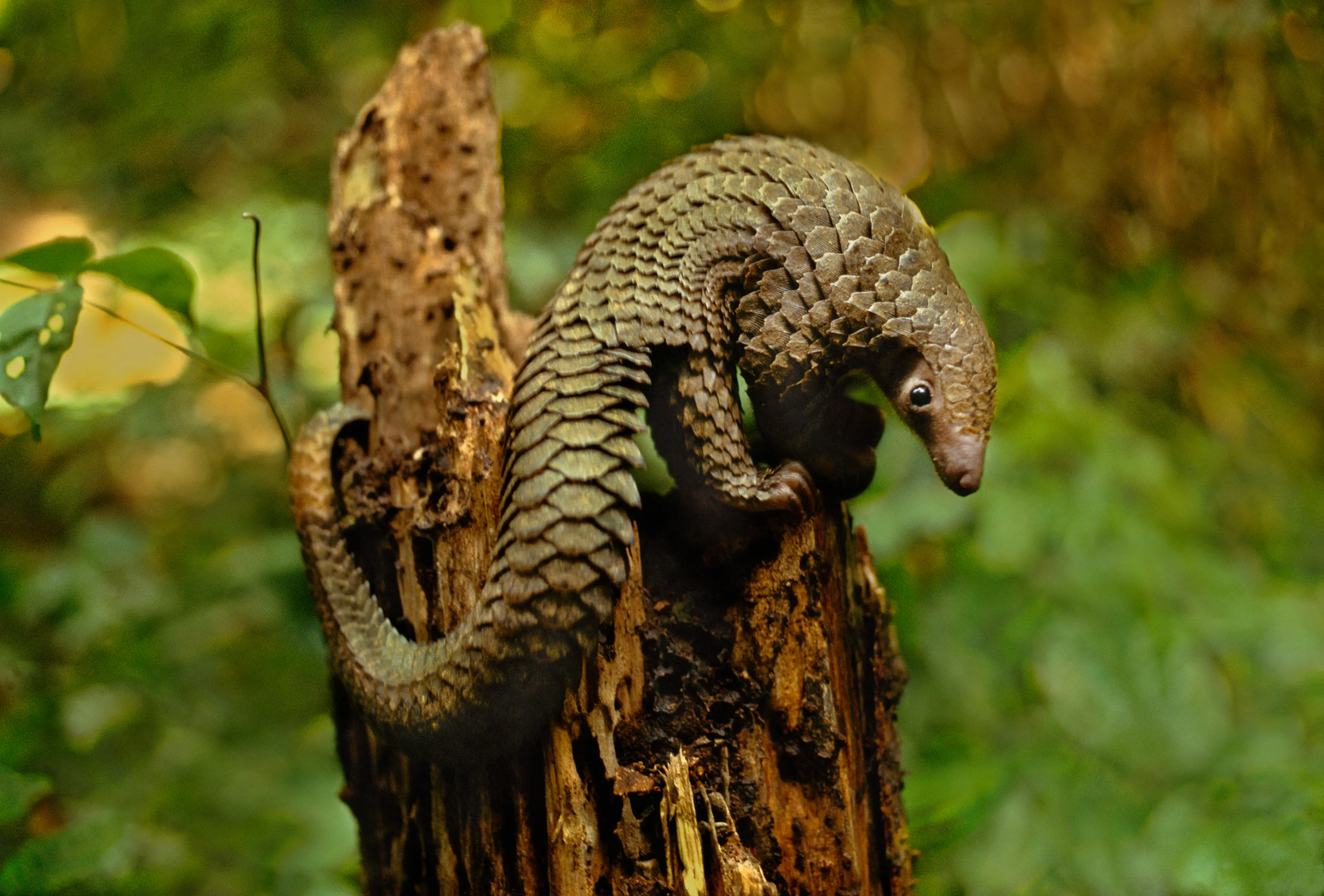 Long-tailed pangolin, Manis tetradactyla, Congo, DRC, Democratic Republic of the Congo