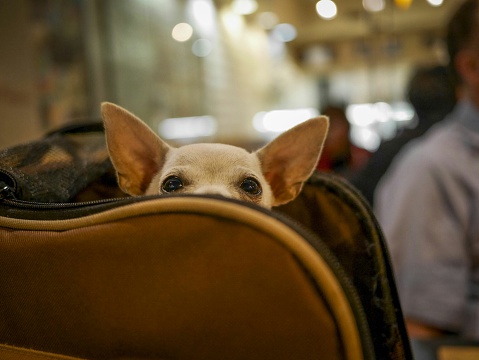 dog-crate-airport