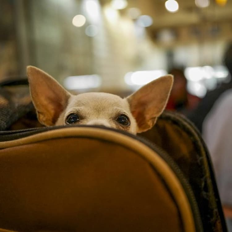 dog-crate-airport