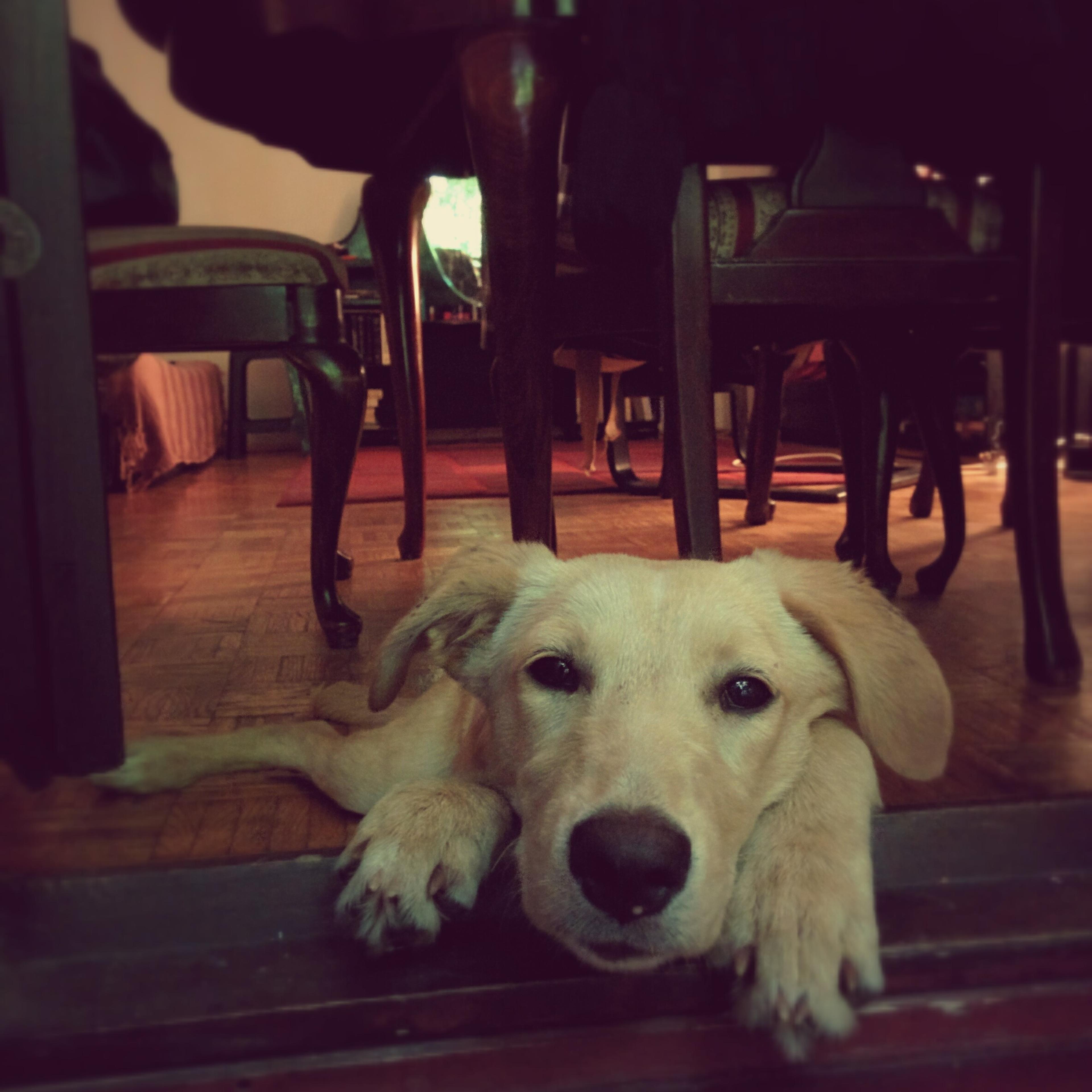 dog-lying-cafe