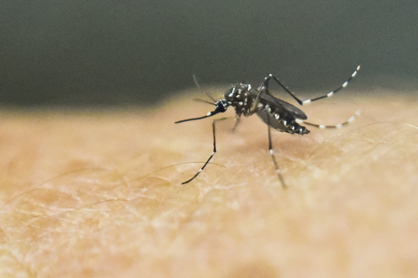 An Aedes Aegypti mosquito is photographed on human skin in a lab of the International Training and Medical Research Training Center (CIDEIM) on Jan. 25, 2016, in Cali, Colombia.
