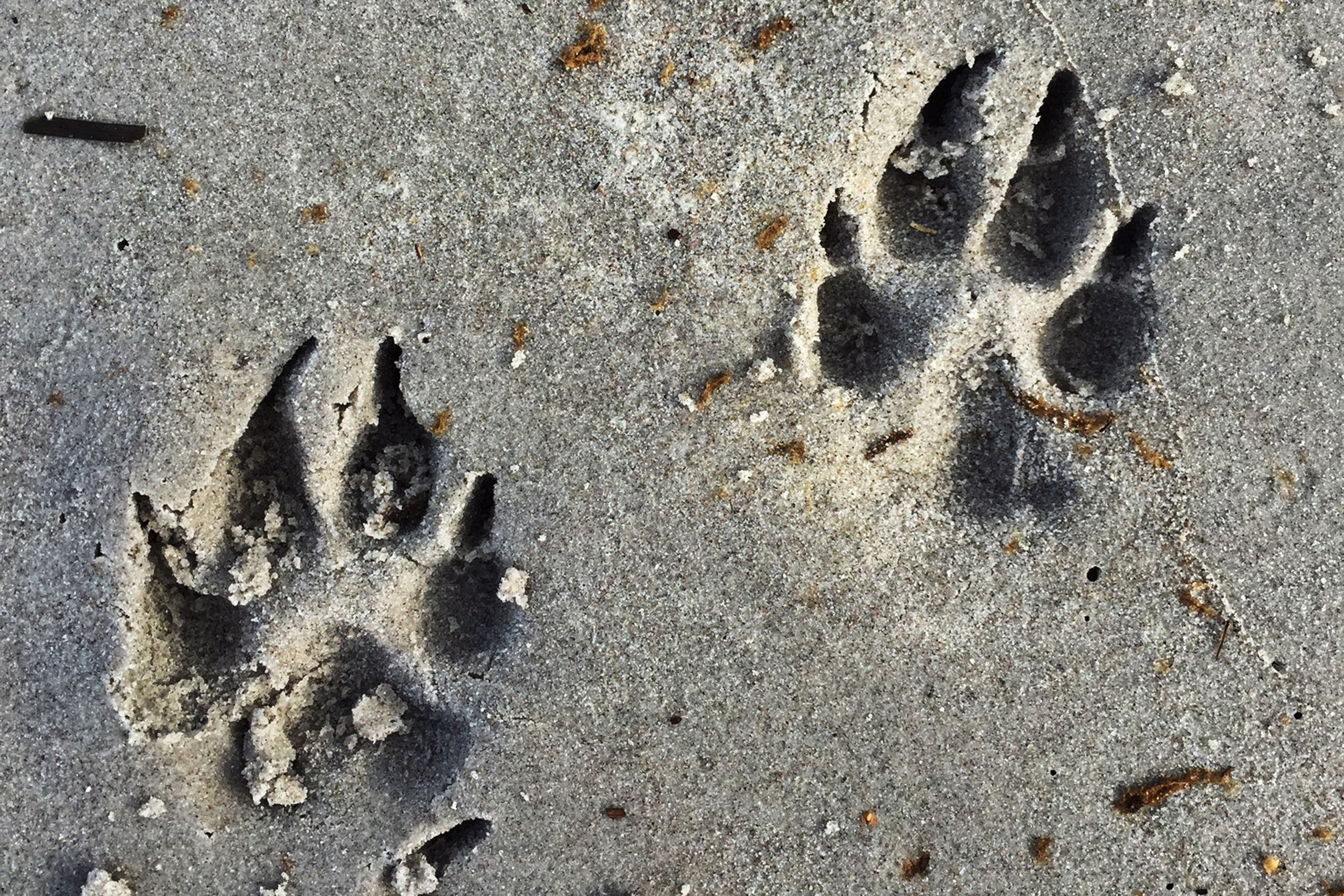 High Angle View Of Dog Paw Prints On Sandy Beach