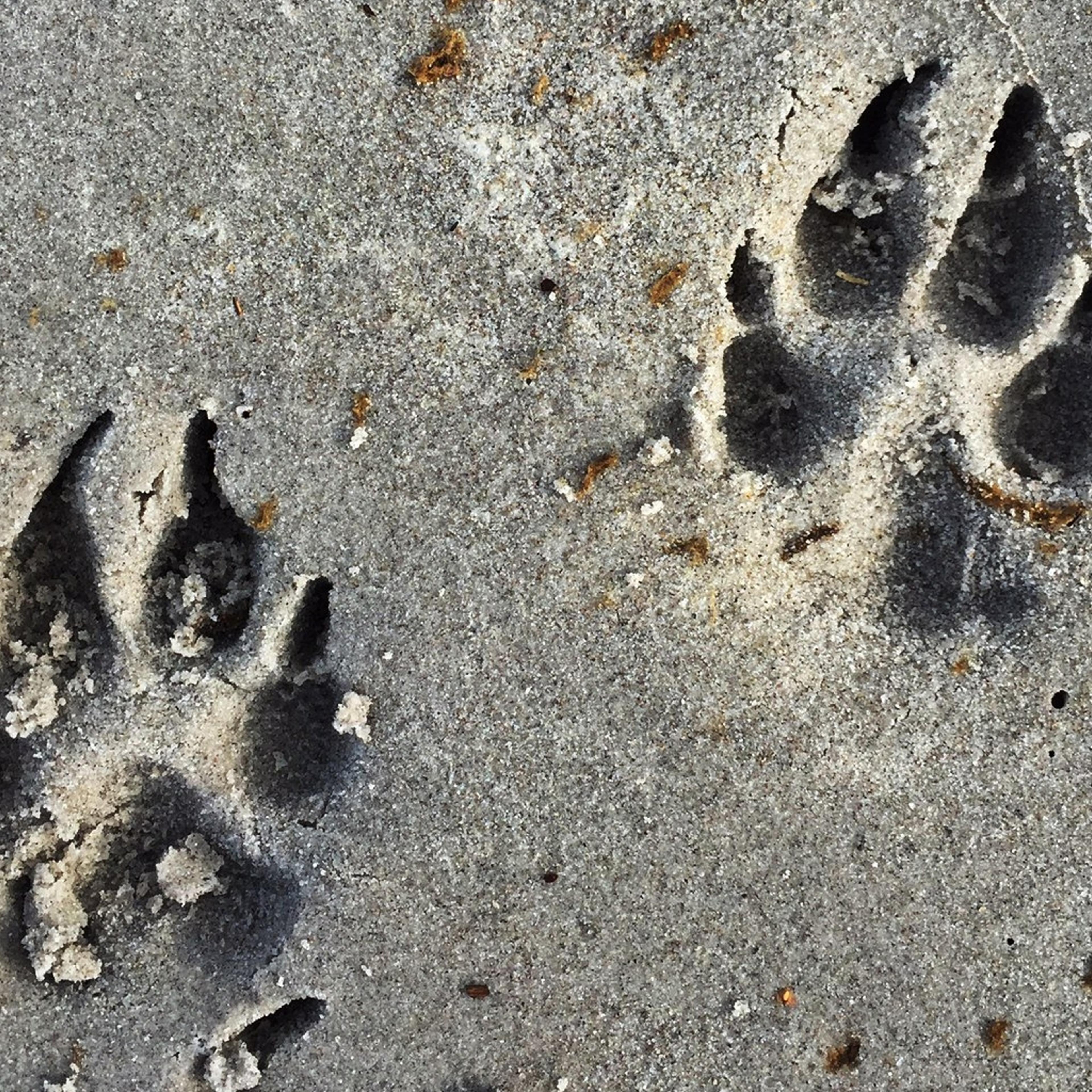 High Angle View Of Dog Paw Prints On Sandy Beach