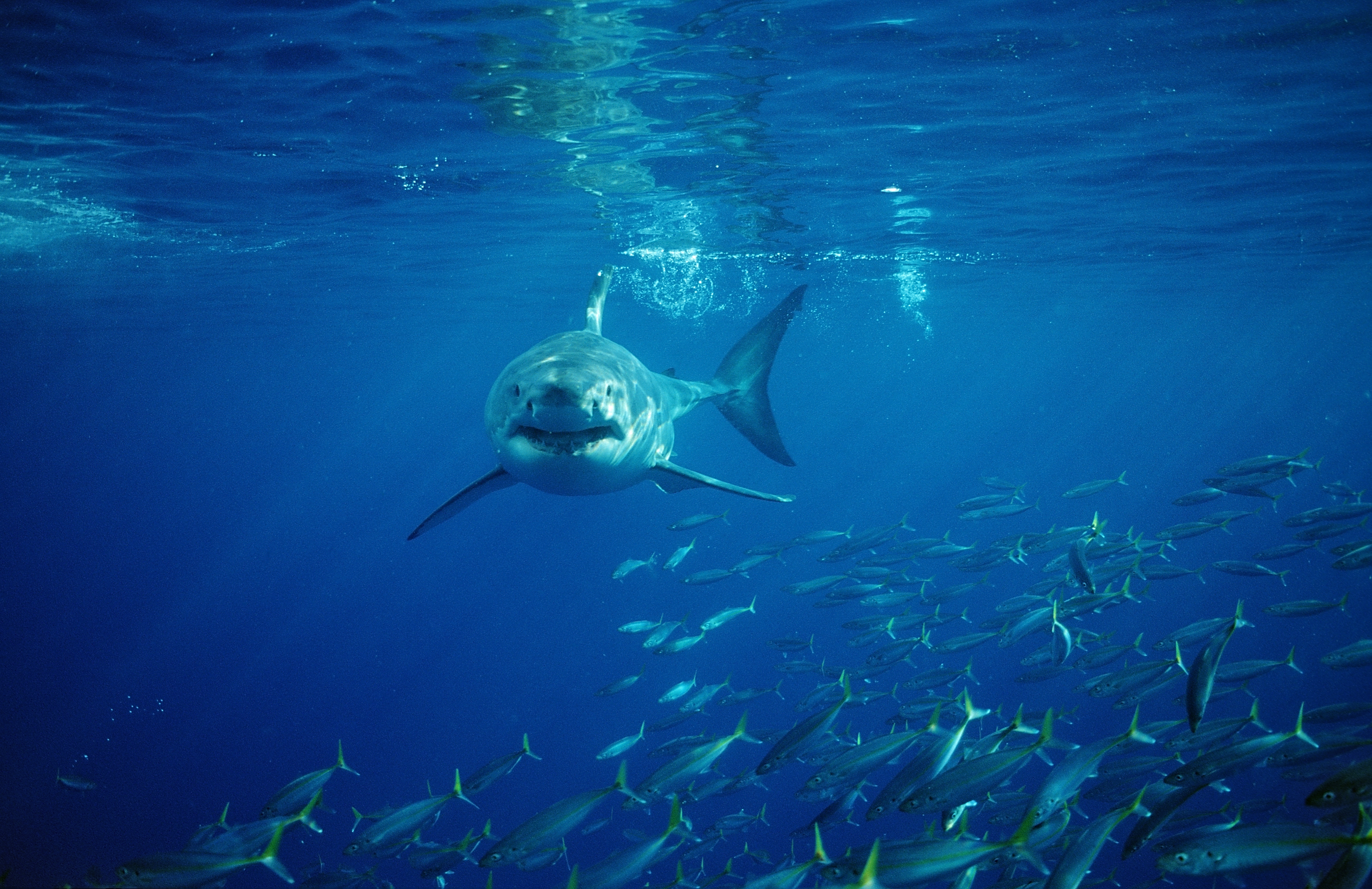 great white shark attack australia