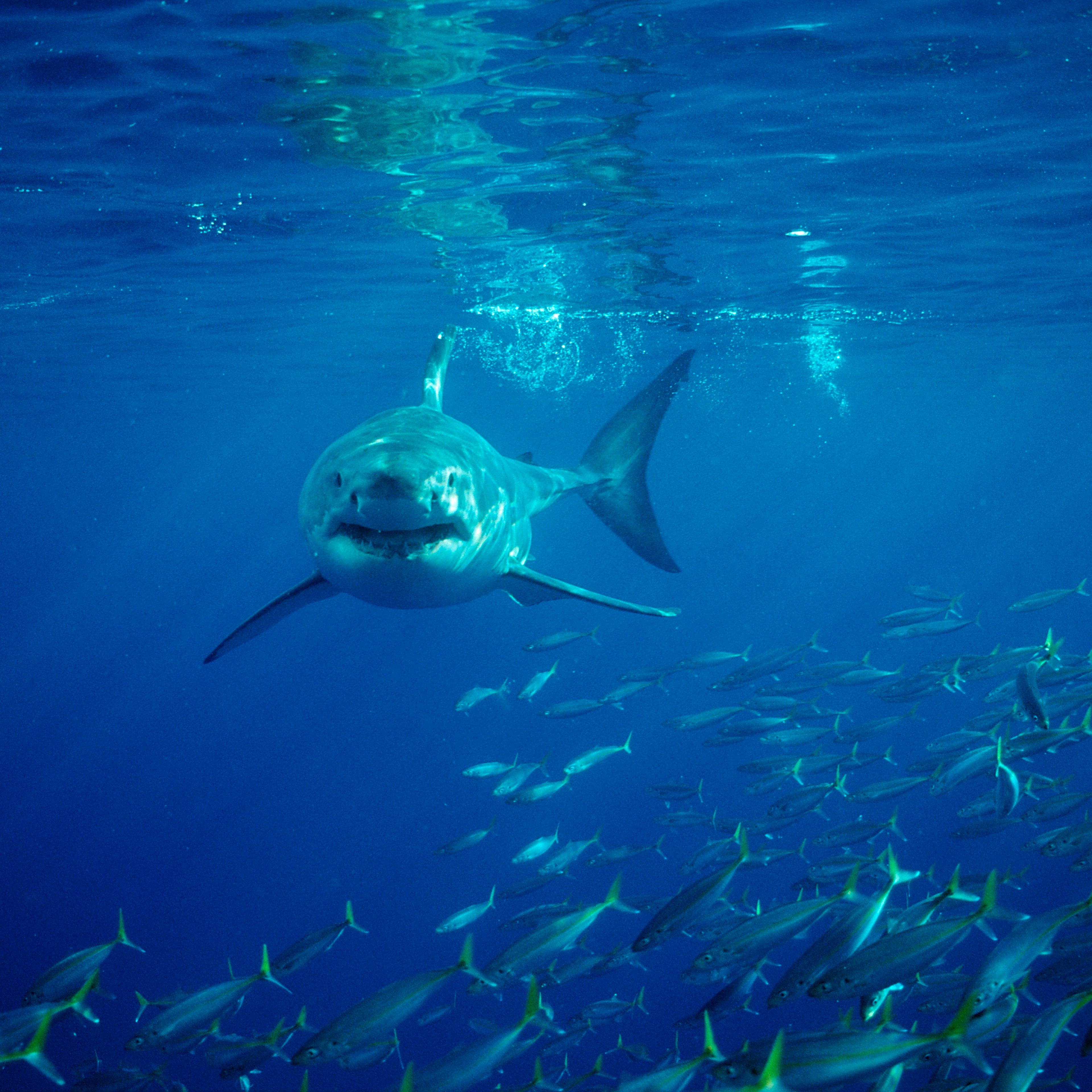 great white shark attack australia