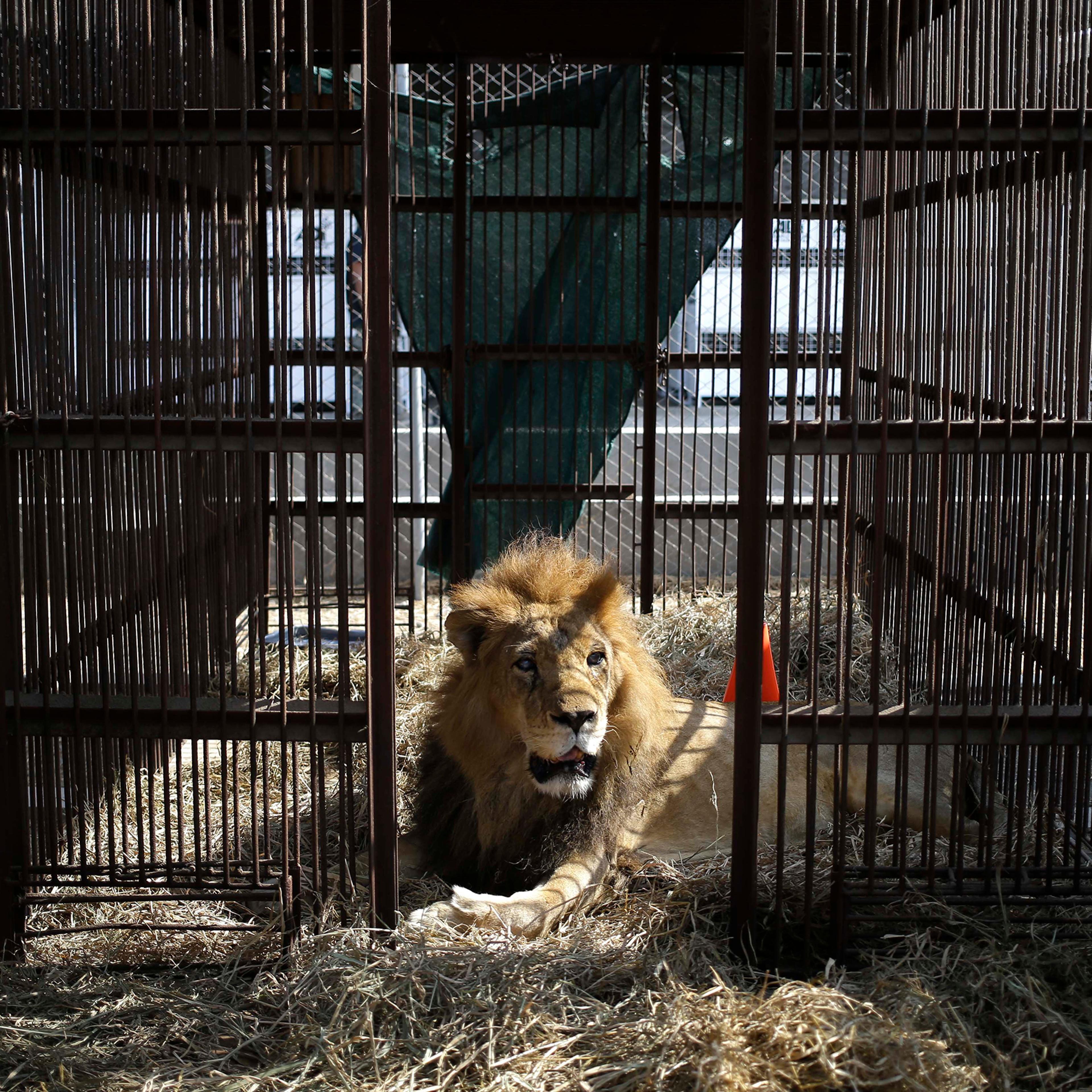 A former circus lion rest inside a cage in the outskirts of Lima, Peru, April 26, 2016.