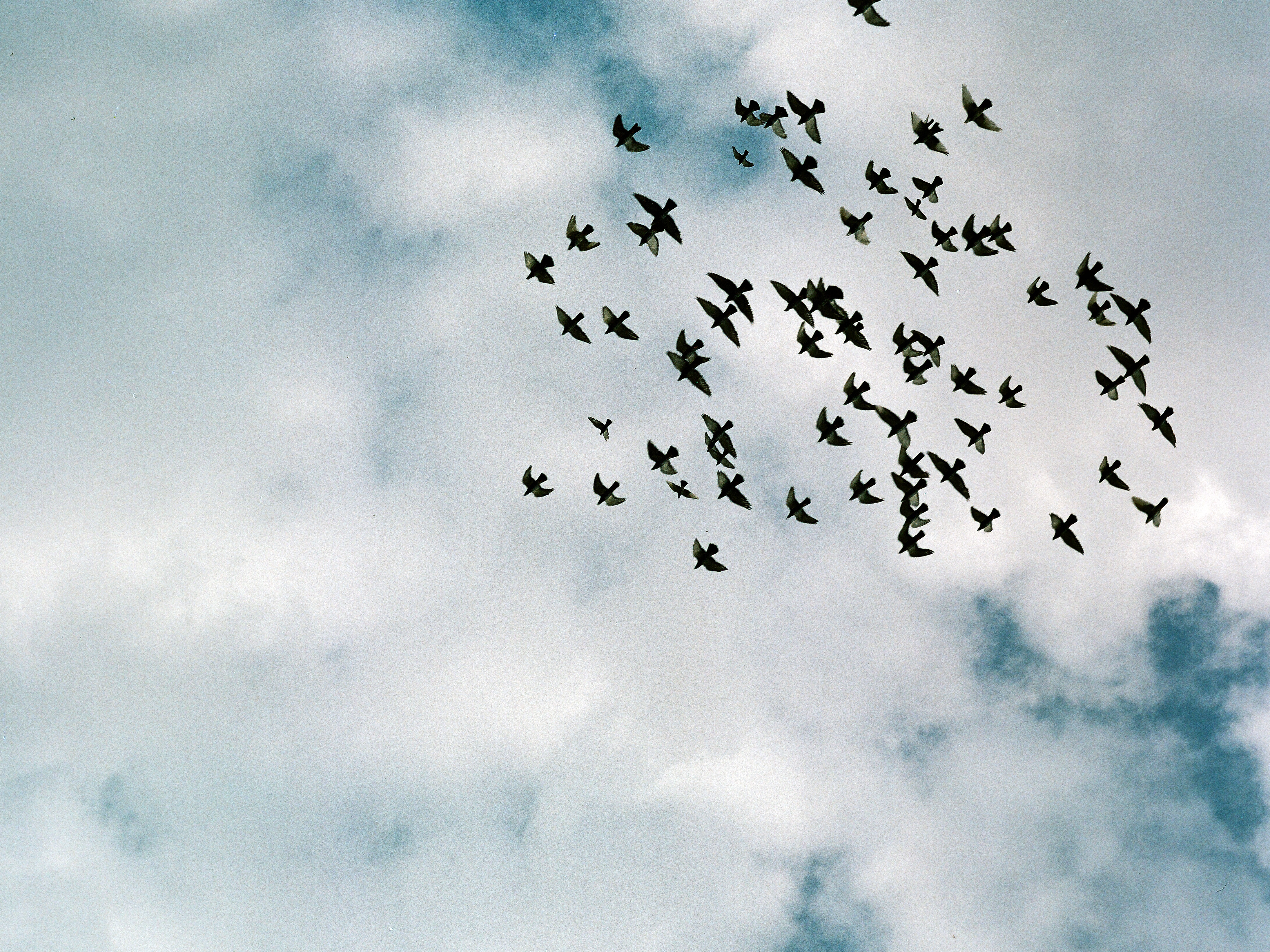 birds