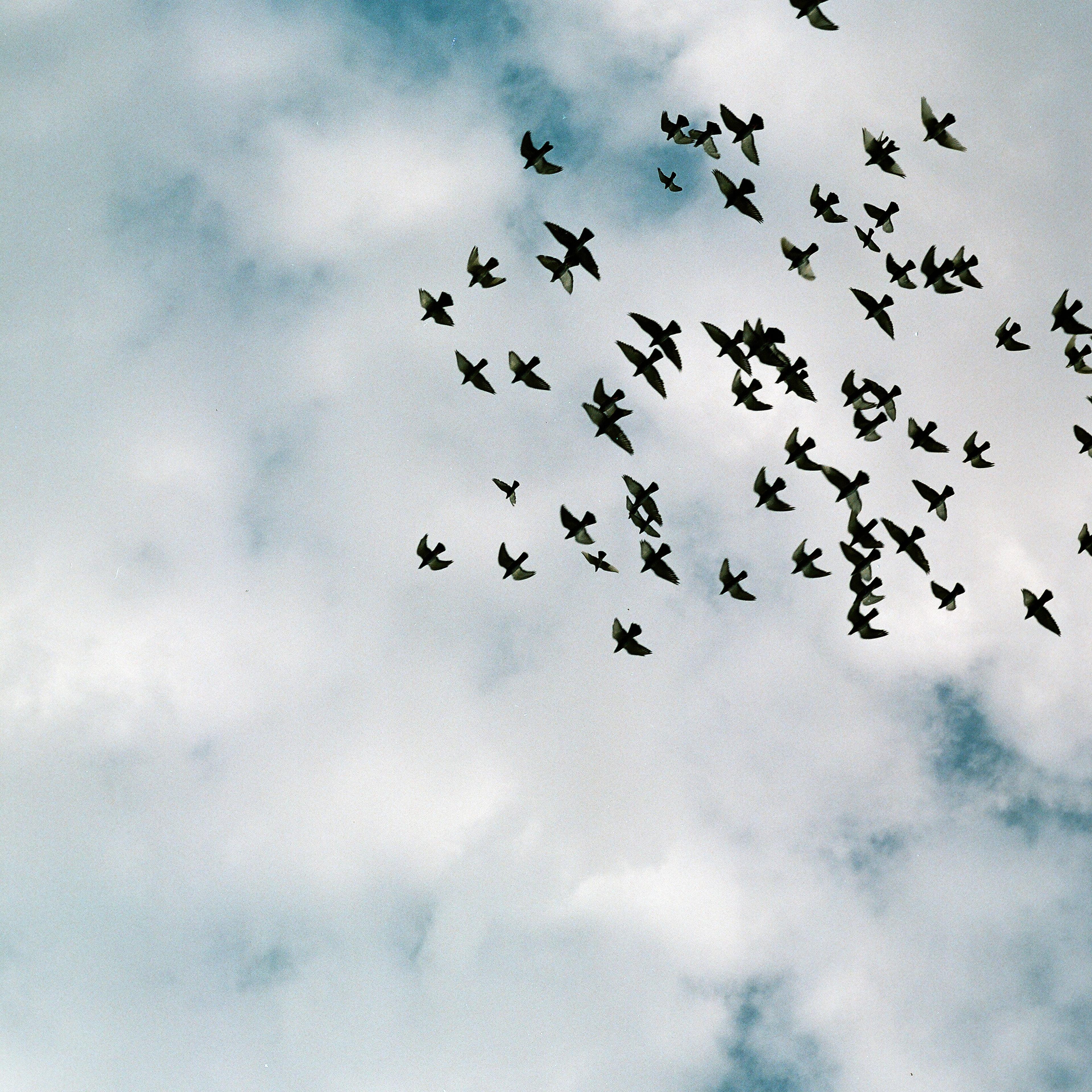birds