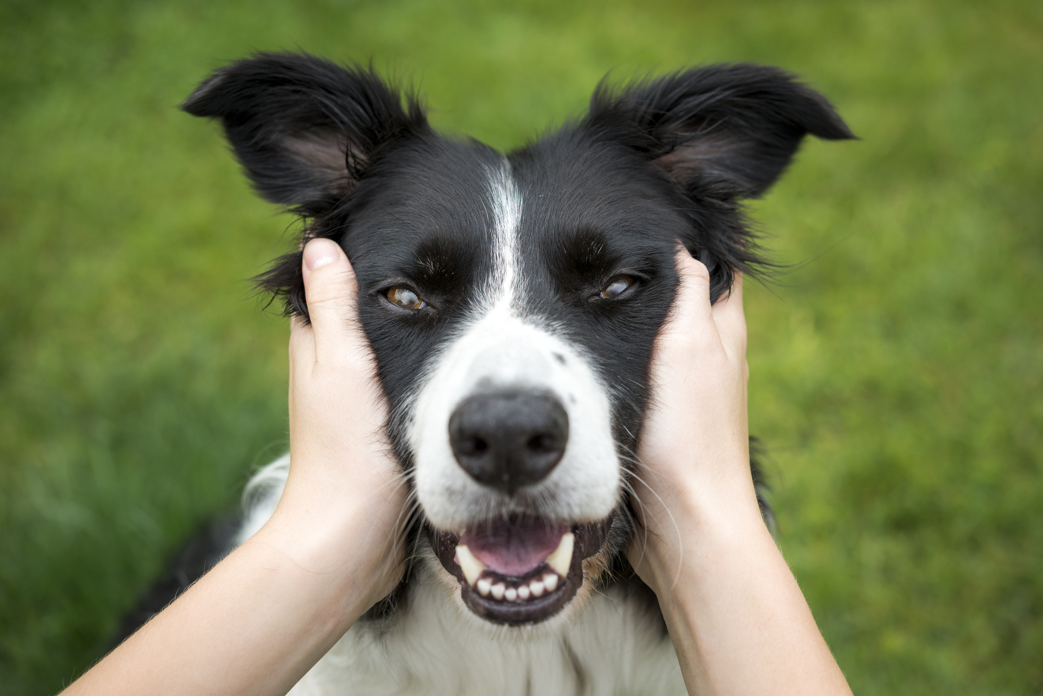 border collie