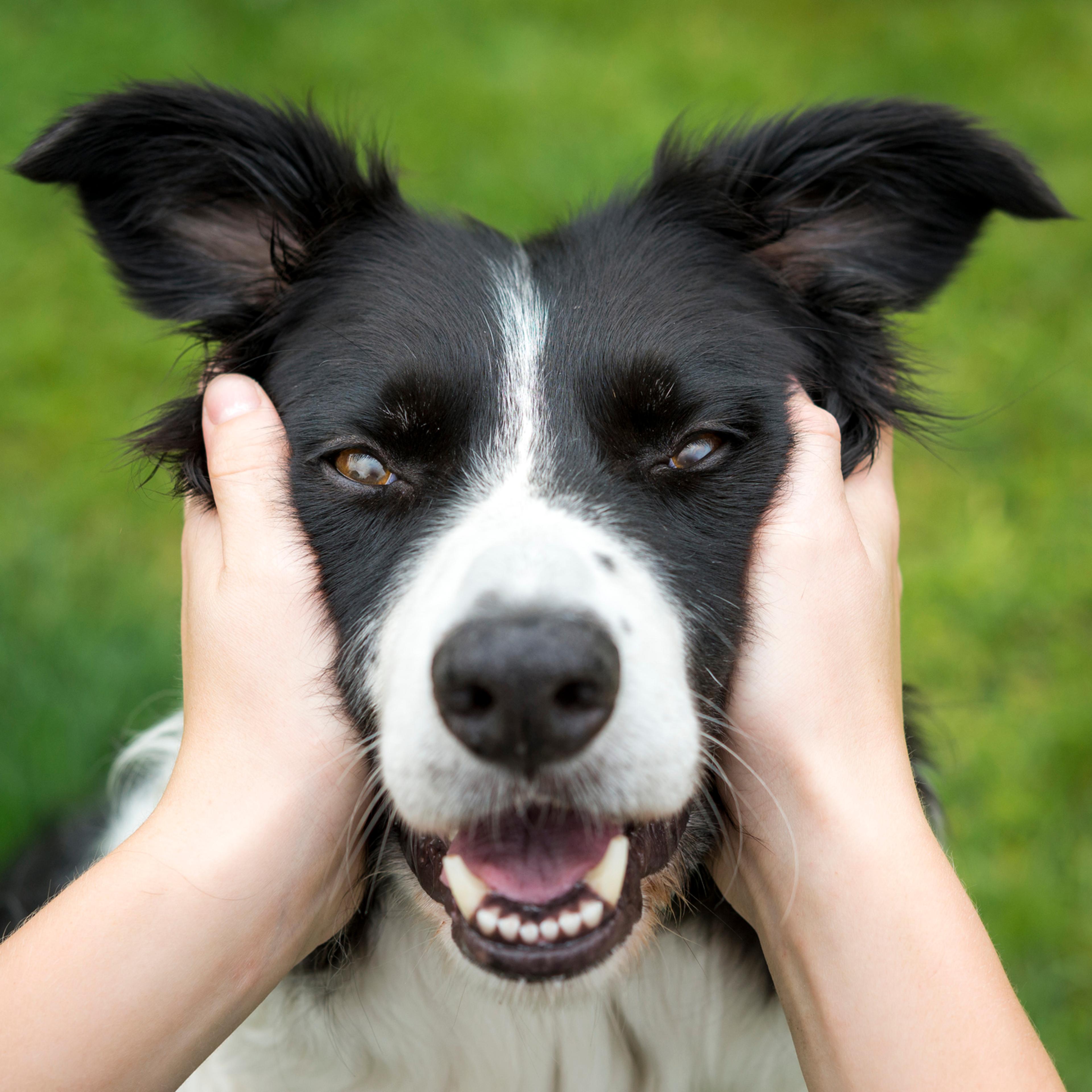 border collie