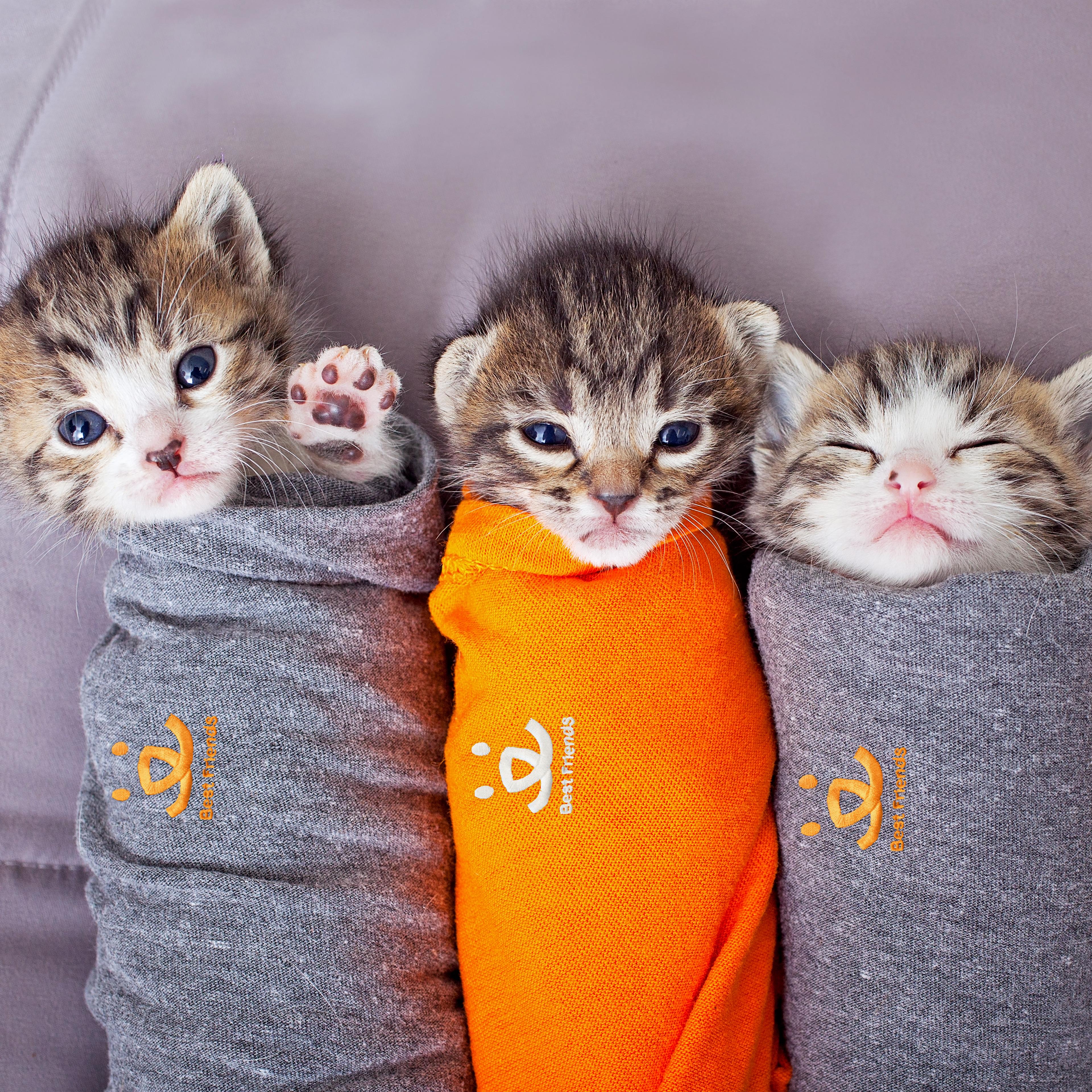 purritos-kittens