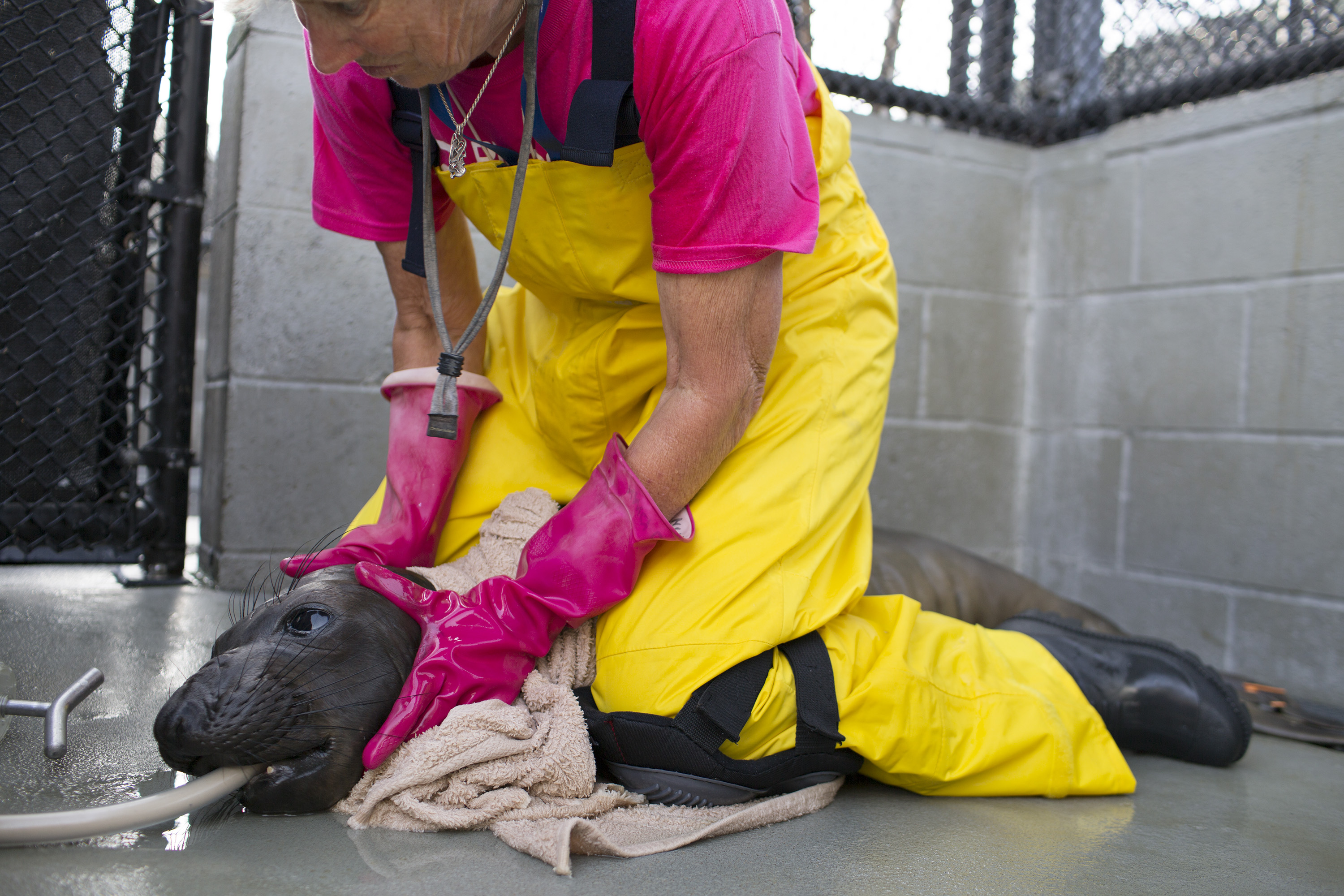 Sick Baby Seals Marine Mammal Center