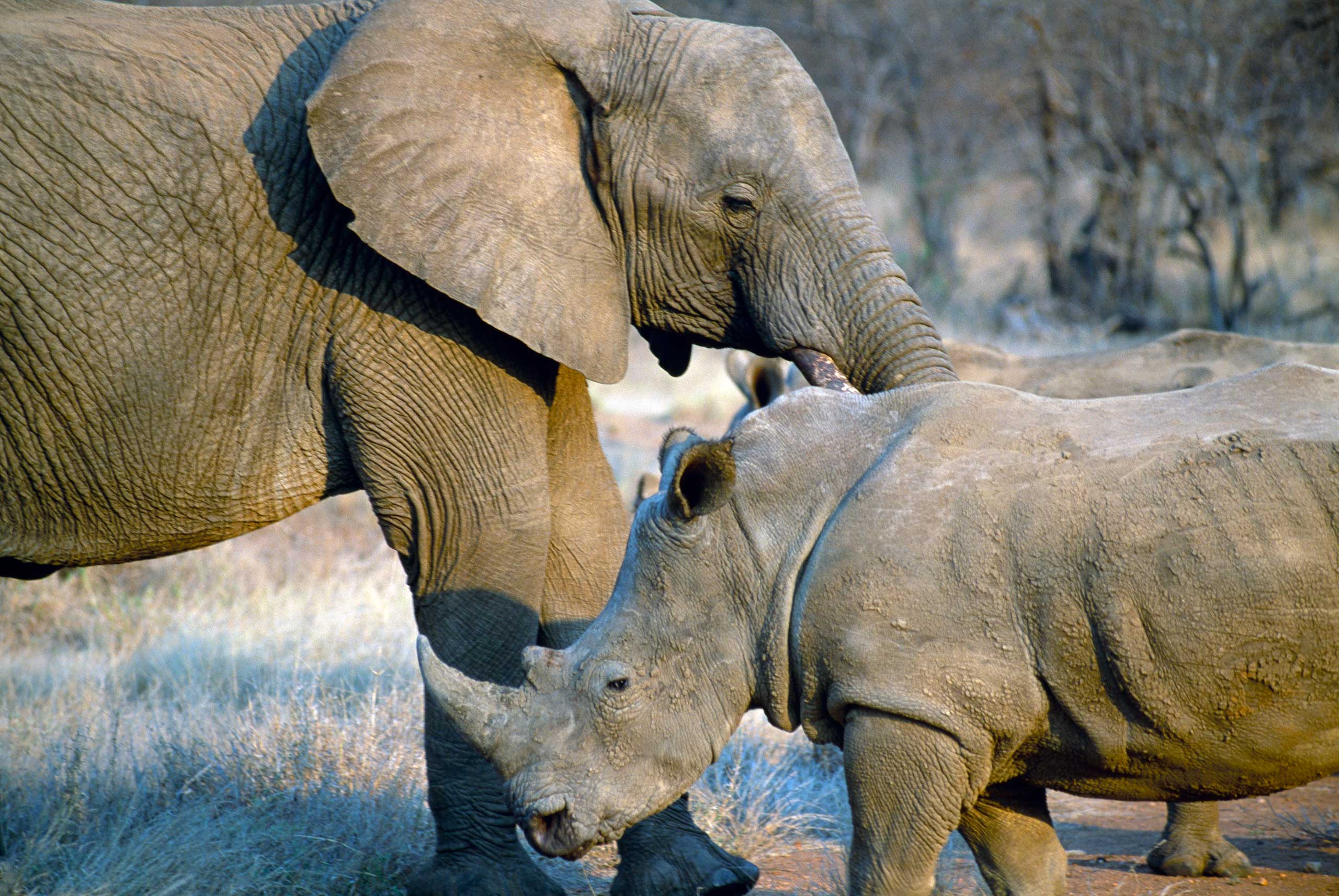 Elephant Rhino