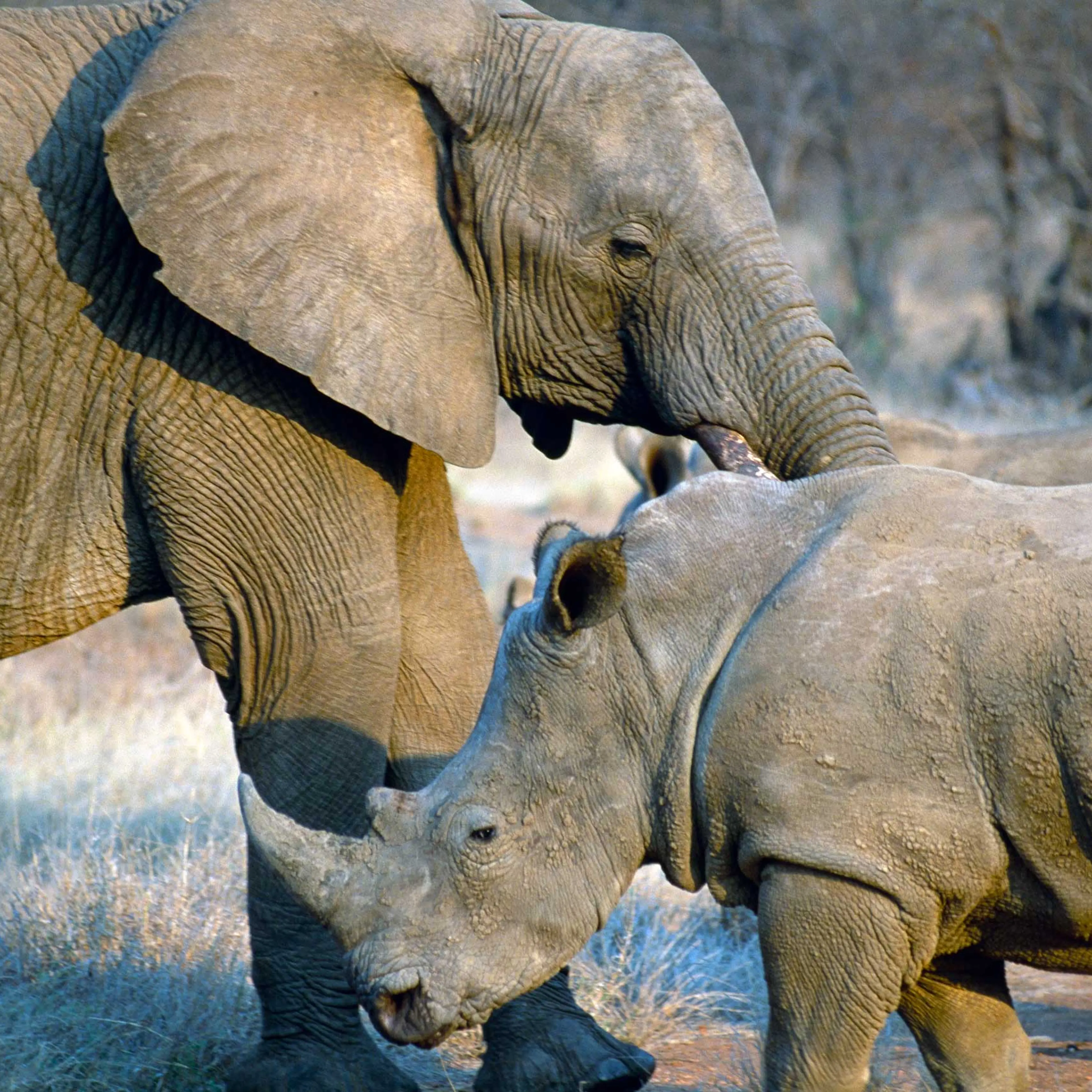 Elephant Rhino
