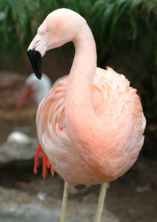 Pinky