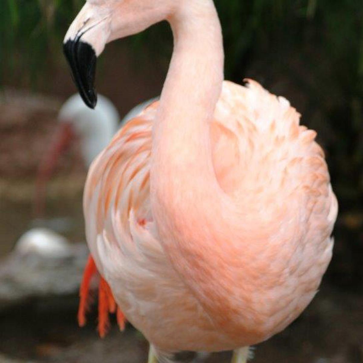 Pinky