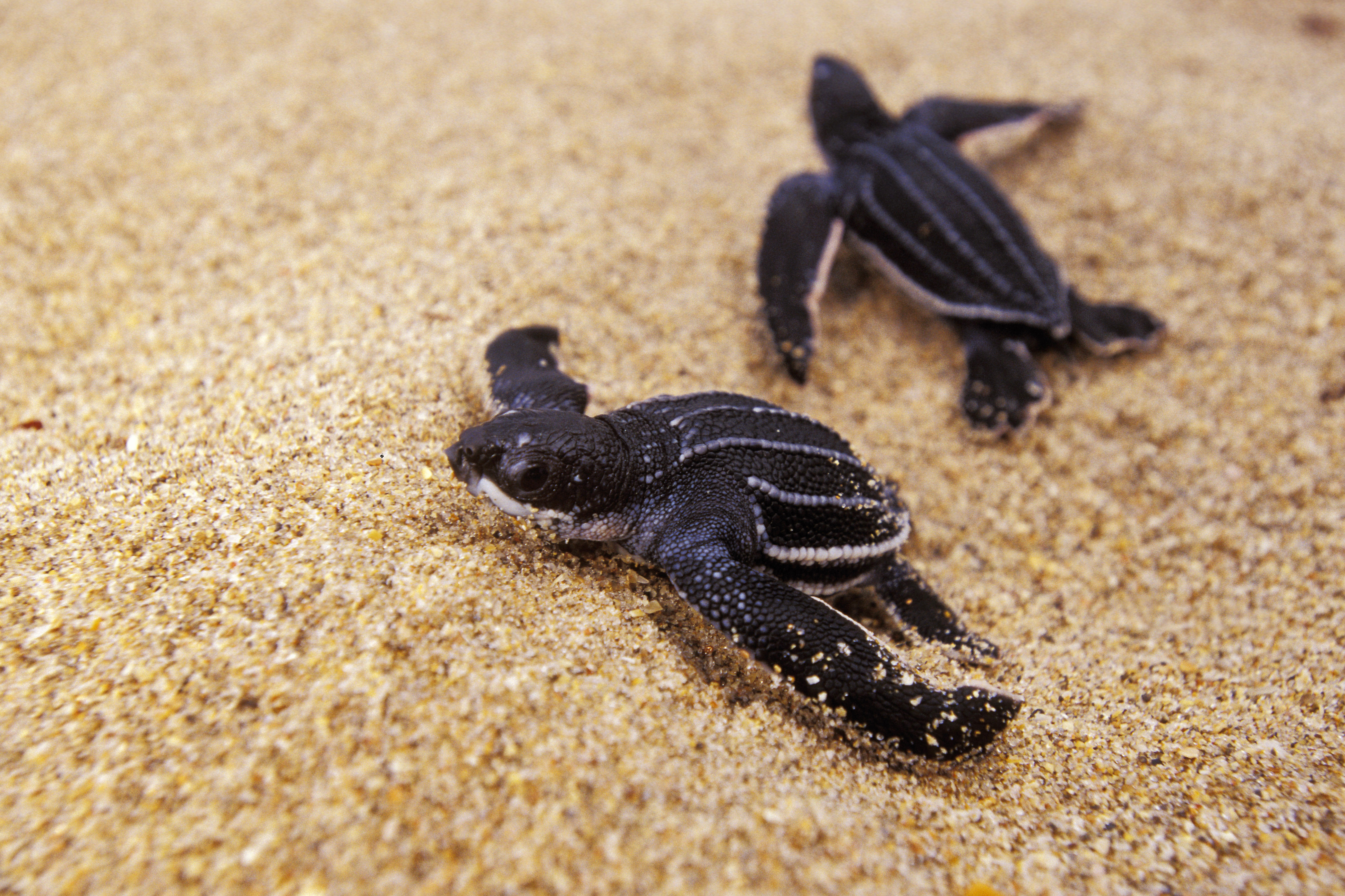 Loggerhead turtle (Caretta caretta) Hatchlings on journey over sand to the open ocean, Florida, USA