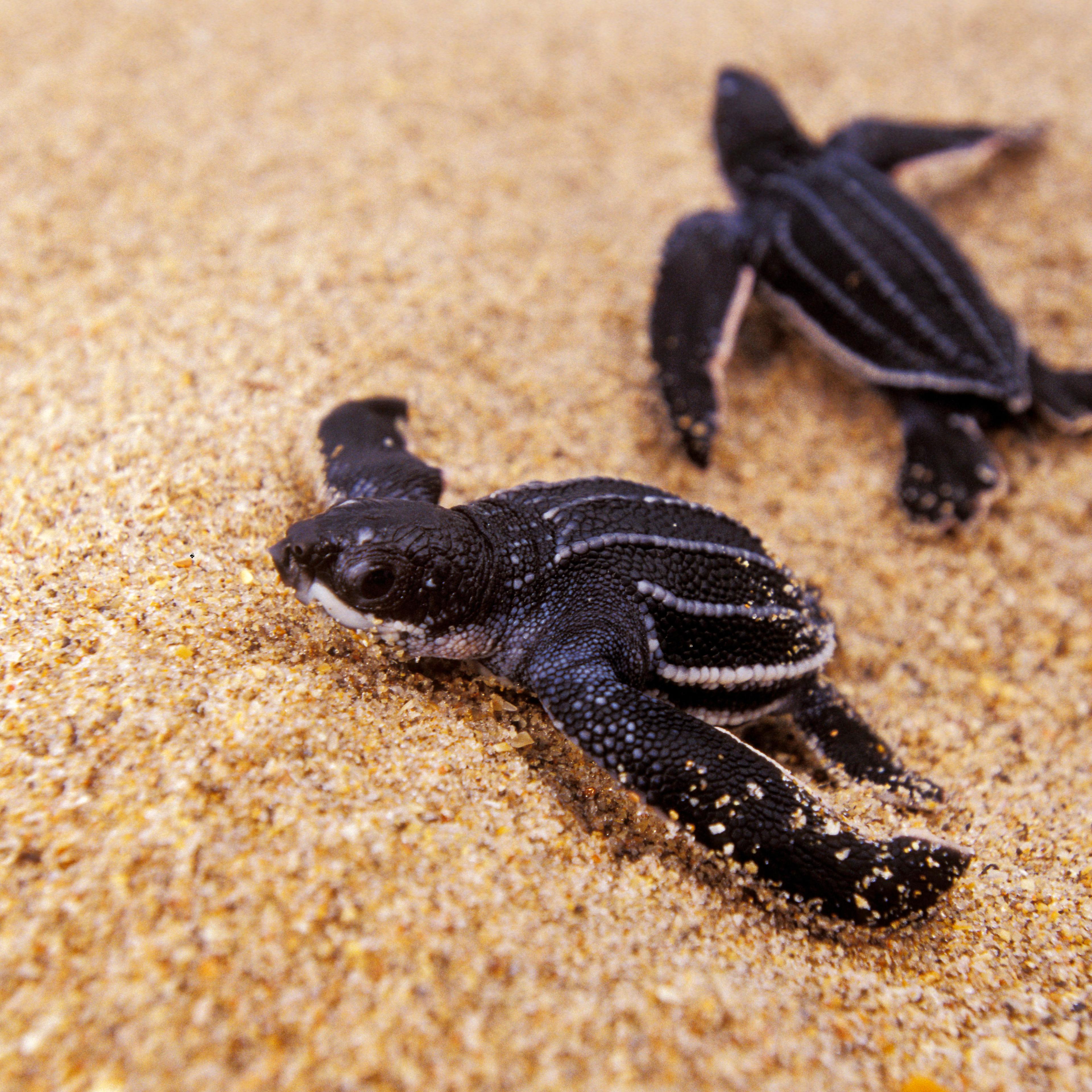Loggerhead turtle (Caretta caretta) Hatchlings on journey over sand to the open ocean, Florida, USA