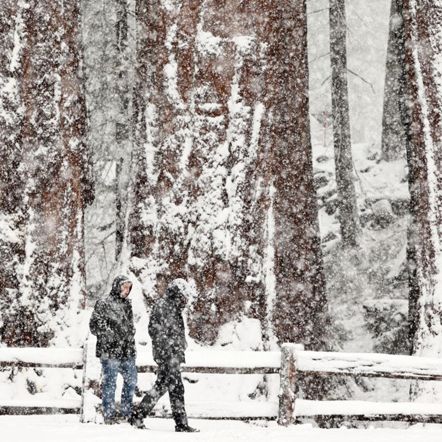 Visitors walk as snow falls in the Grant Grove of giant sequoia trees during an atmospheric river storm on Feb.01, 2024 in Kings Canyon National Park, Calif.