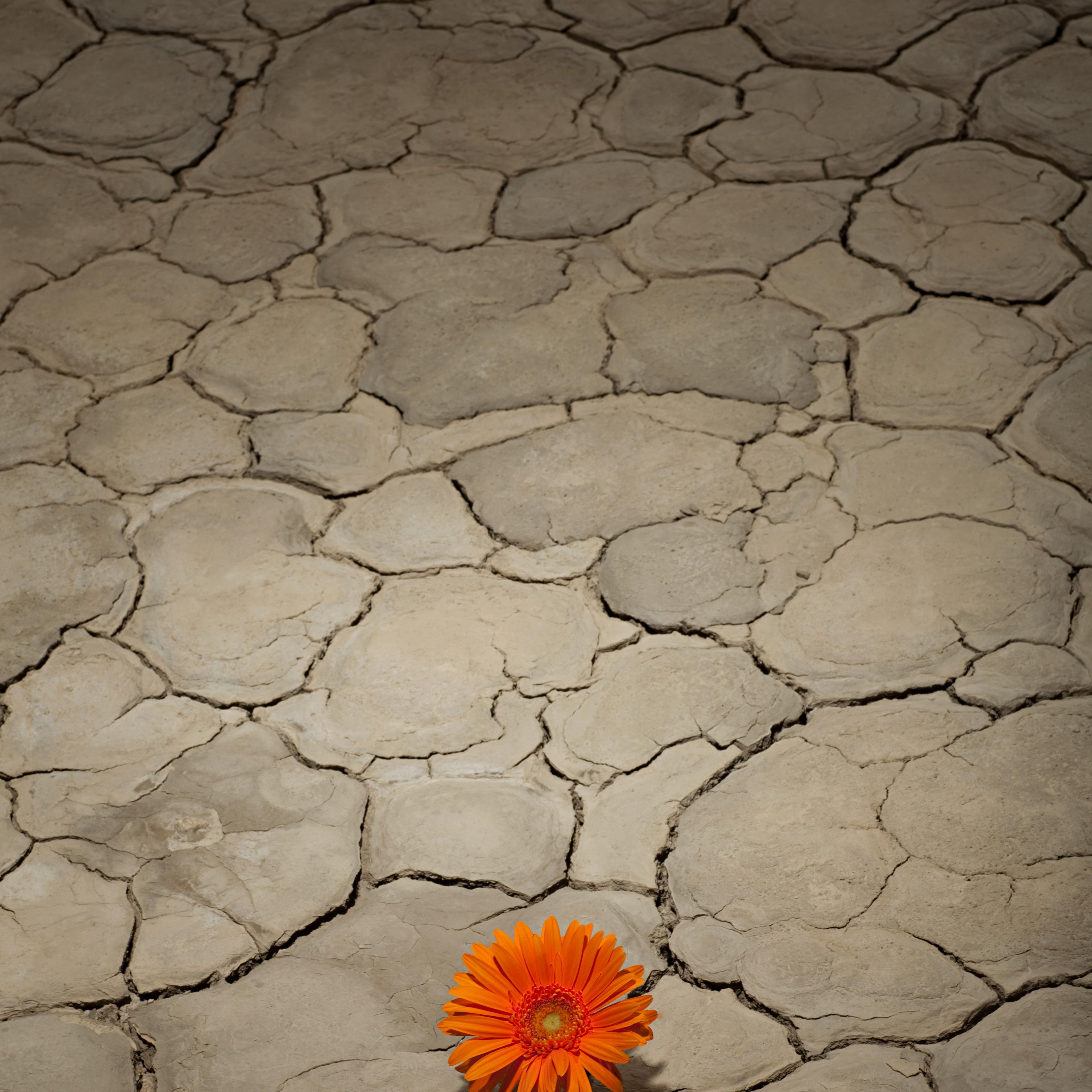 flower-growing-desert