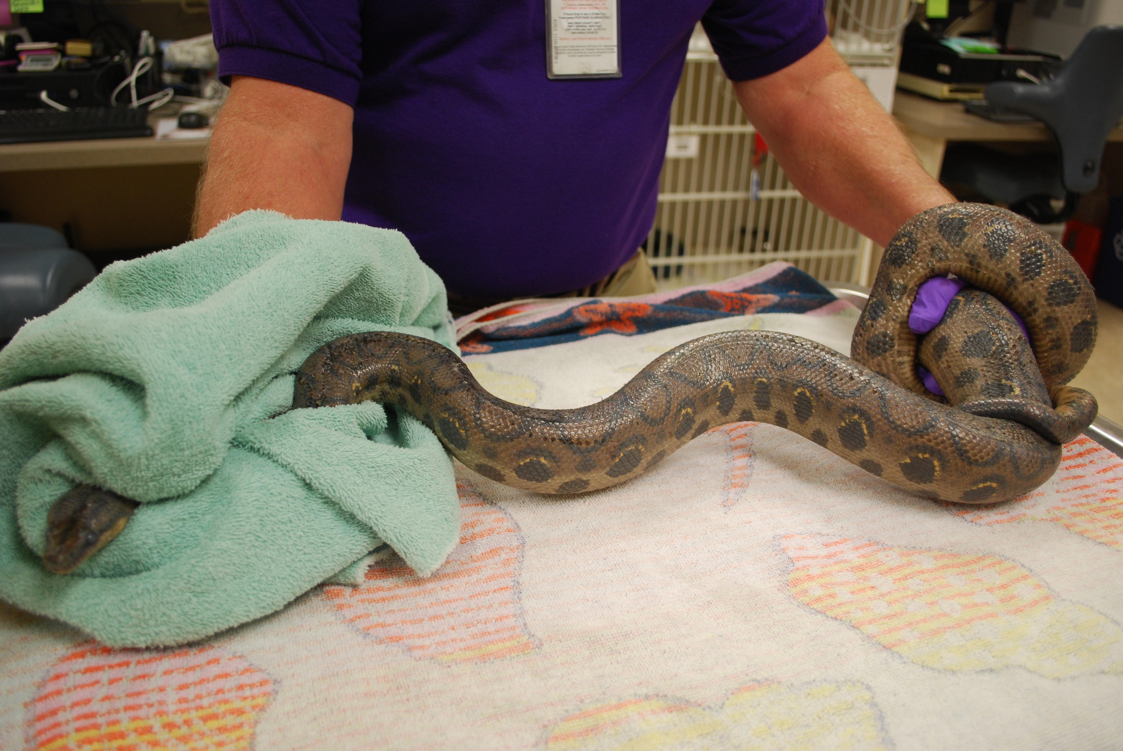 Colombian rainbow boa