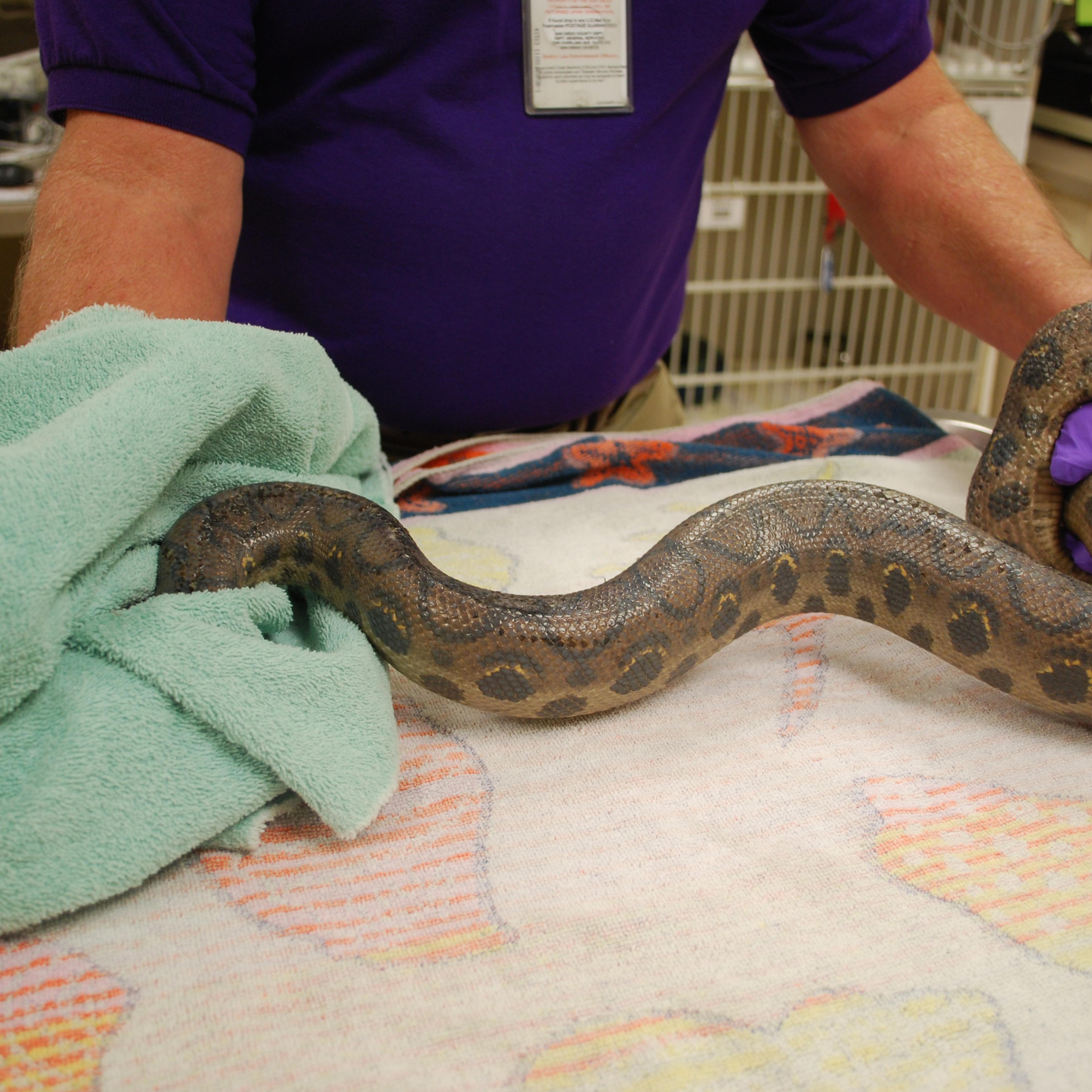 Colombian rainbow boa