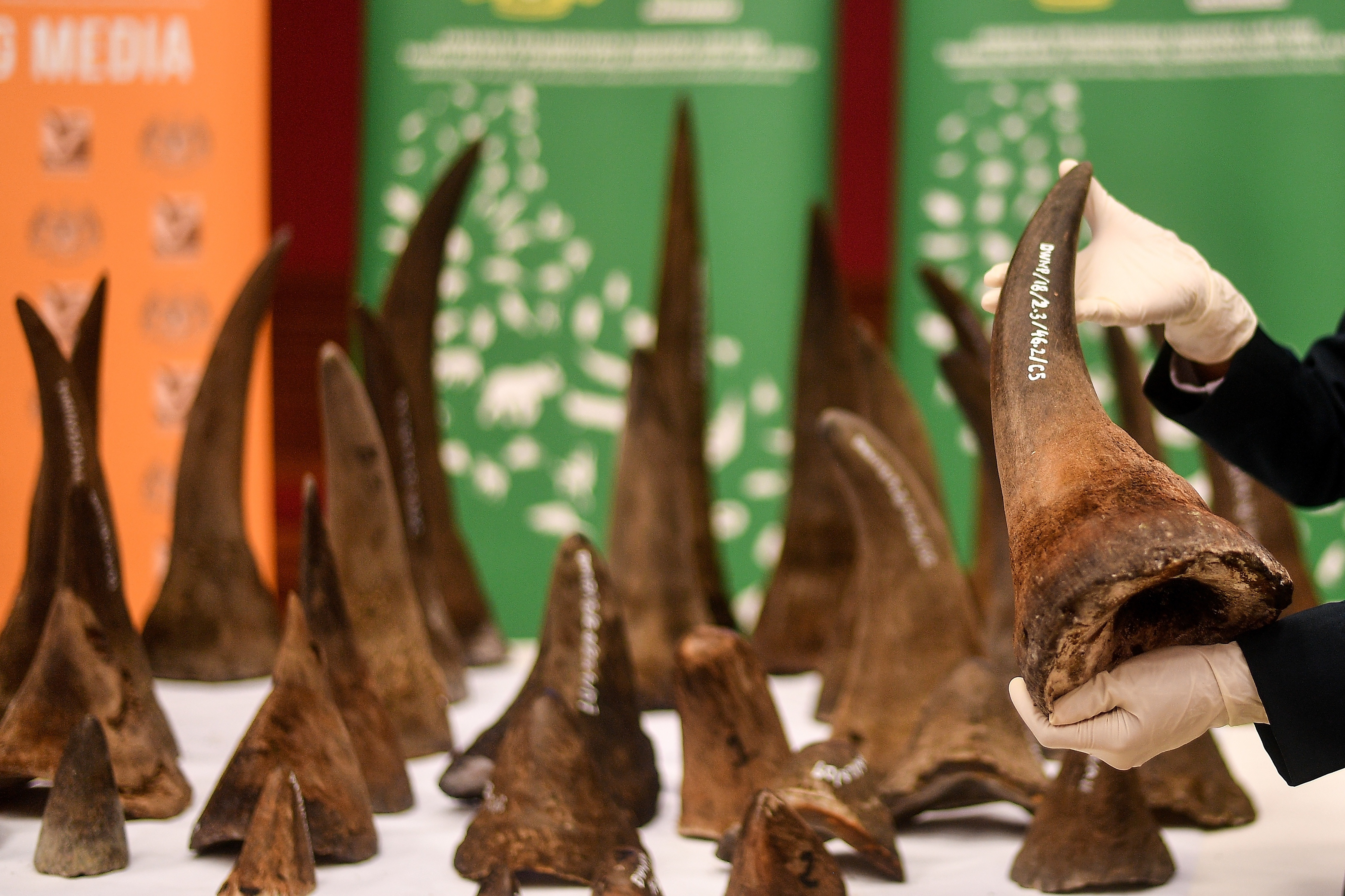 MALAYSIA-VIETNAM-ENVIRONMENT-ANIMAL-RHINO