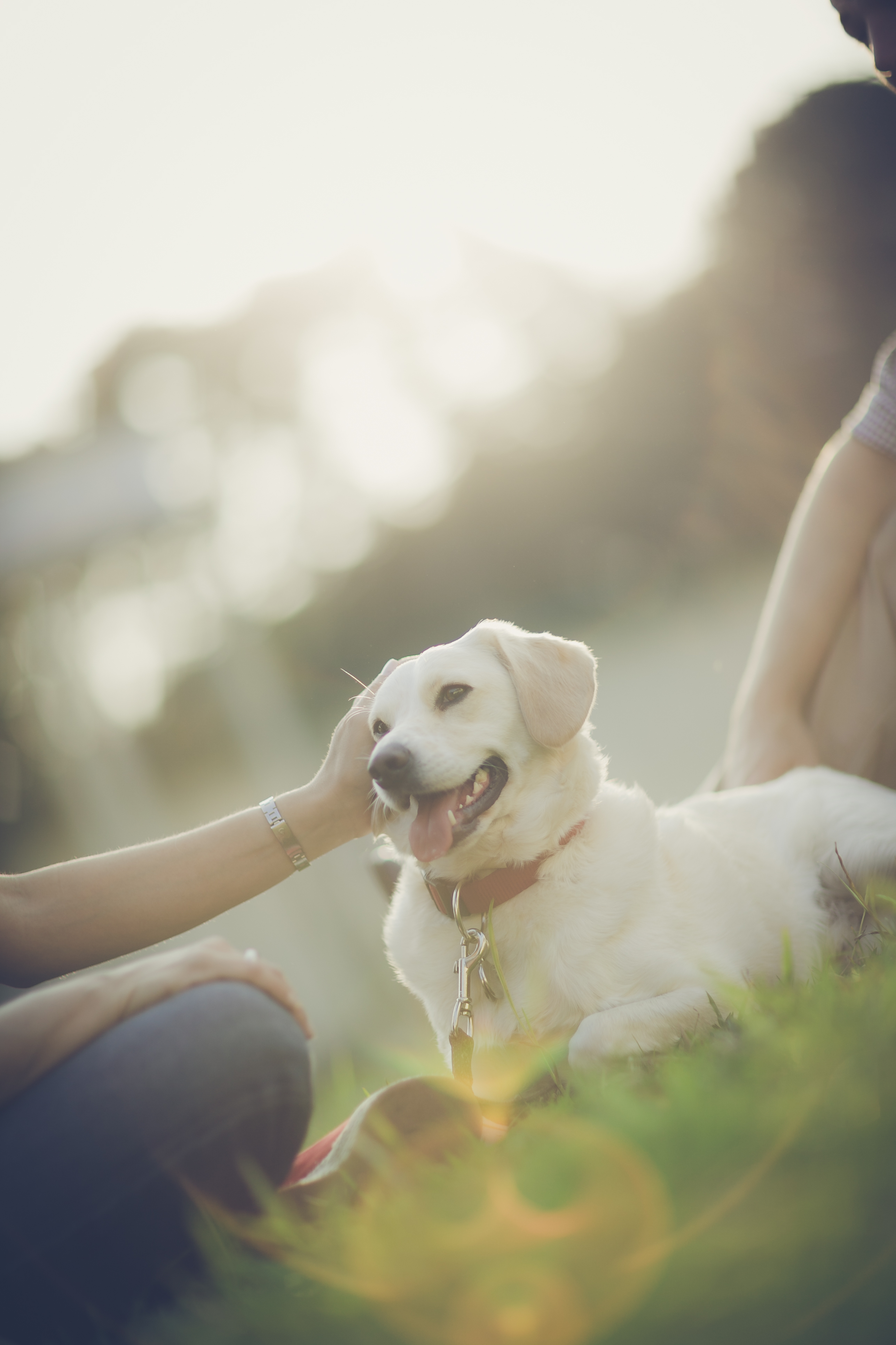 petting dog