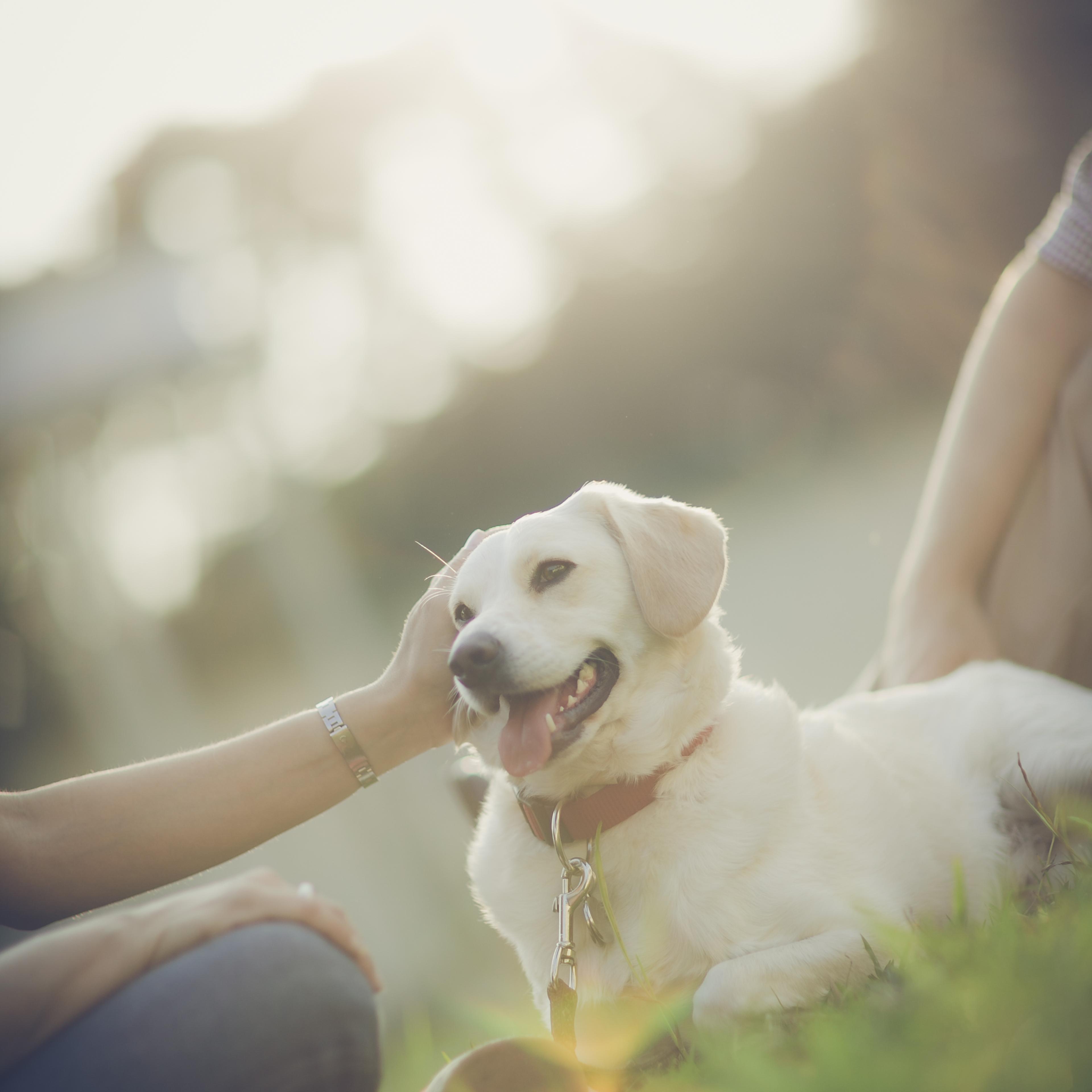 petting dog