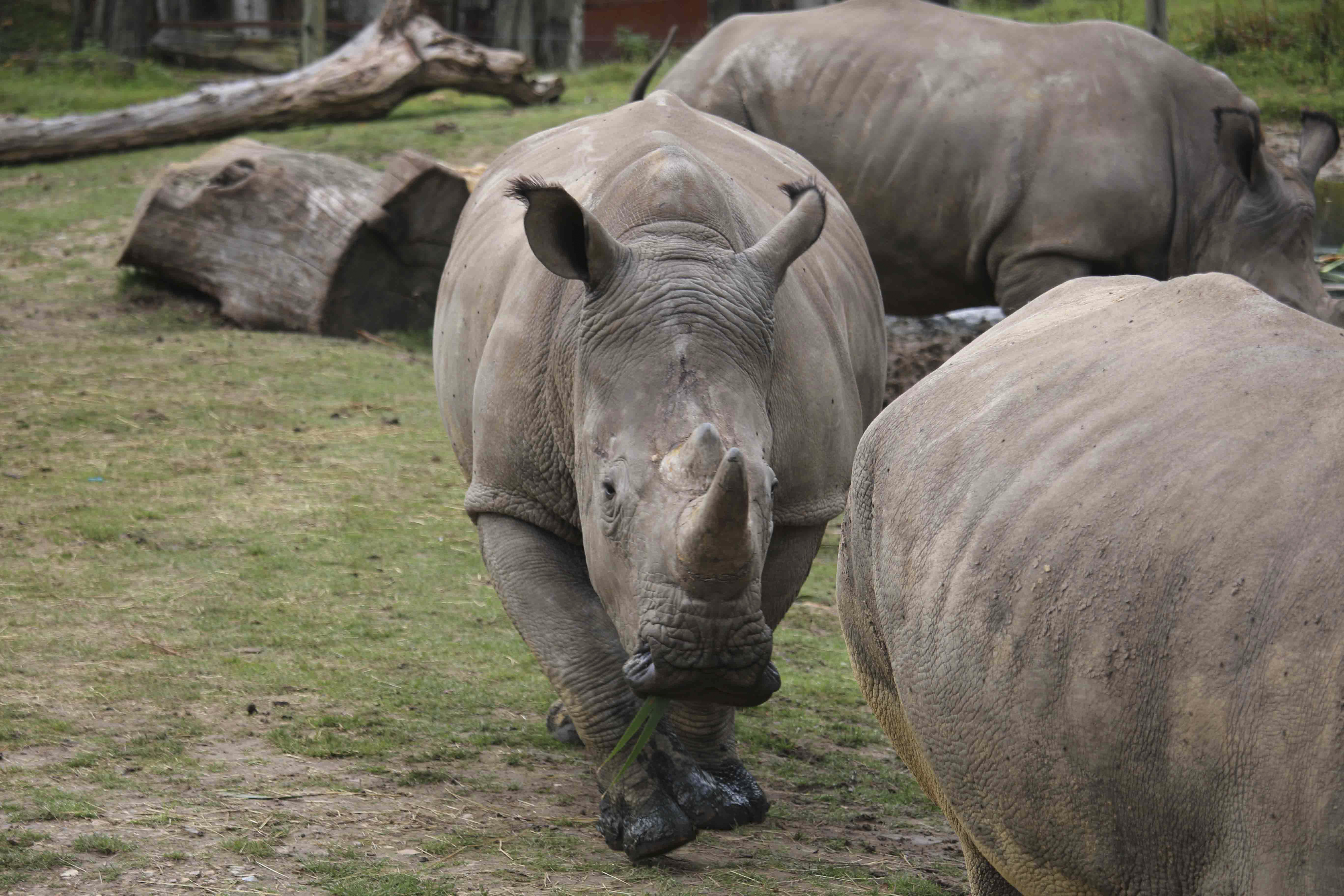 France Rhinoceros