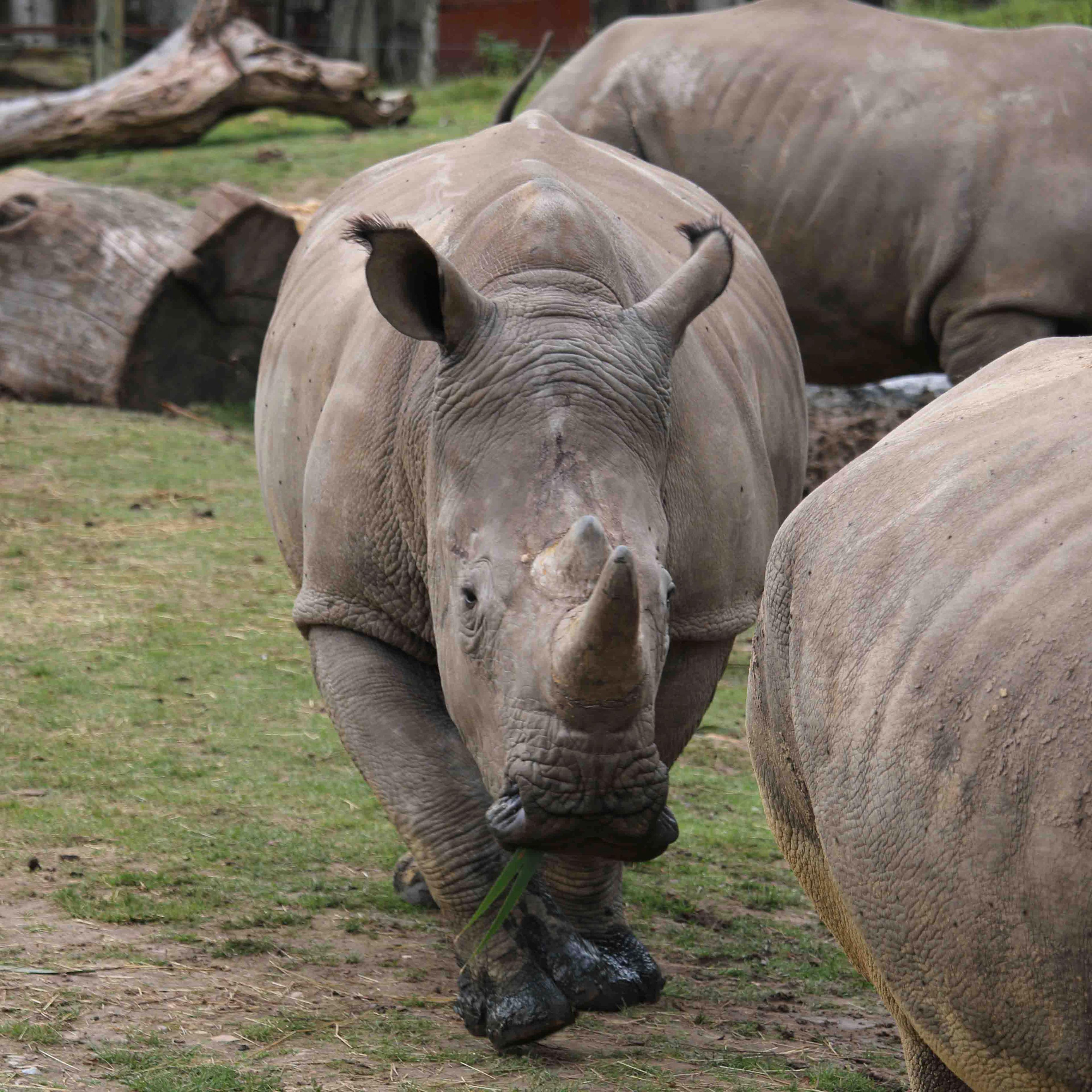 France Rhinoceros