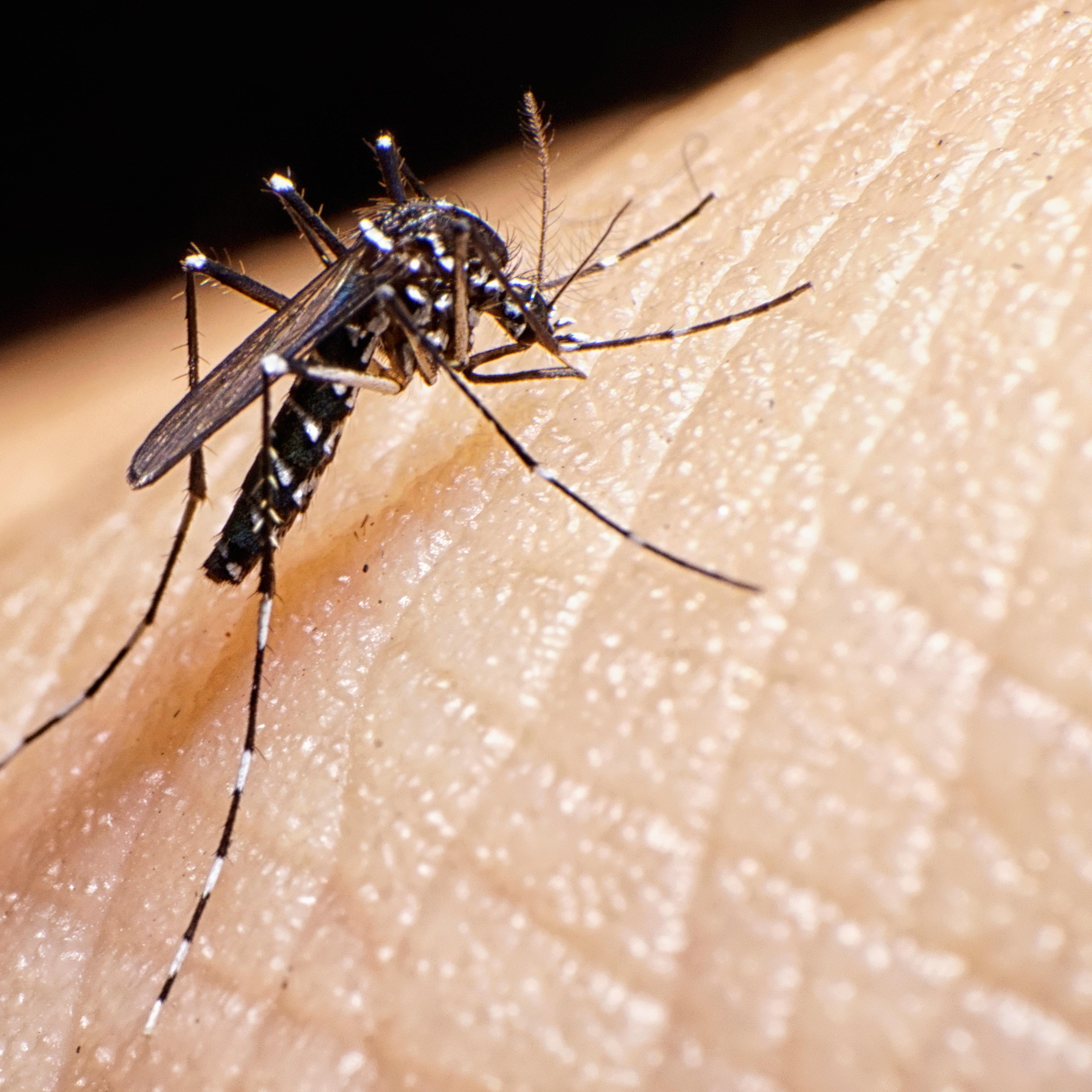 Aedes