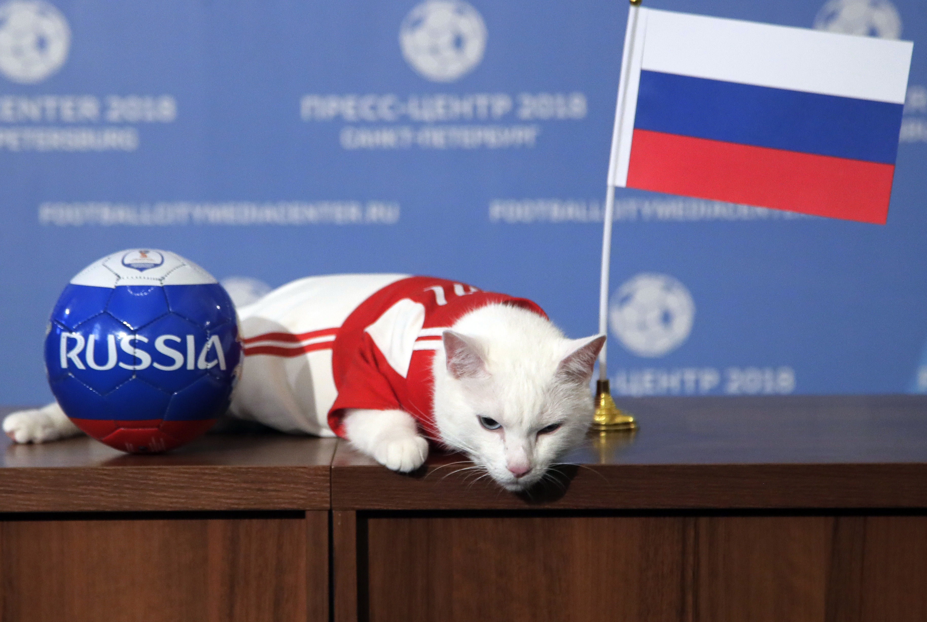 APTOPIX Russia Soccer WCup Cat Predictor
