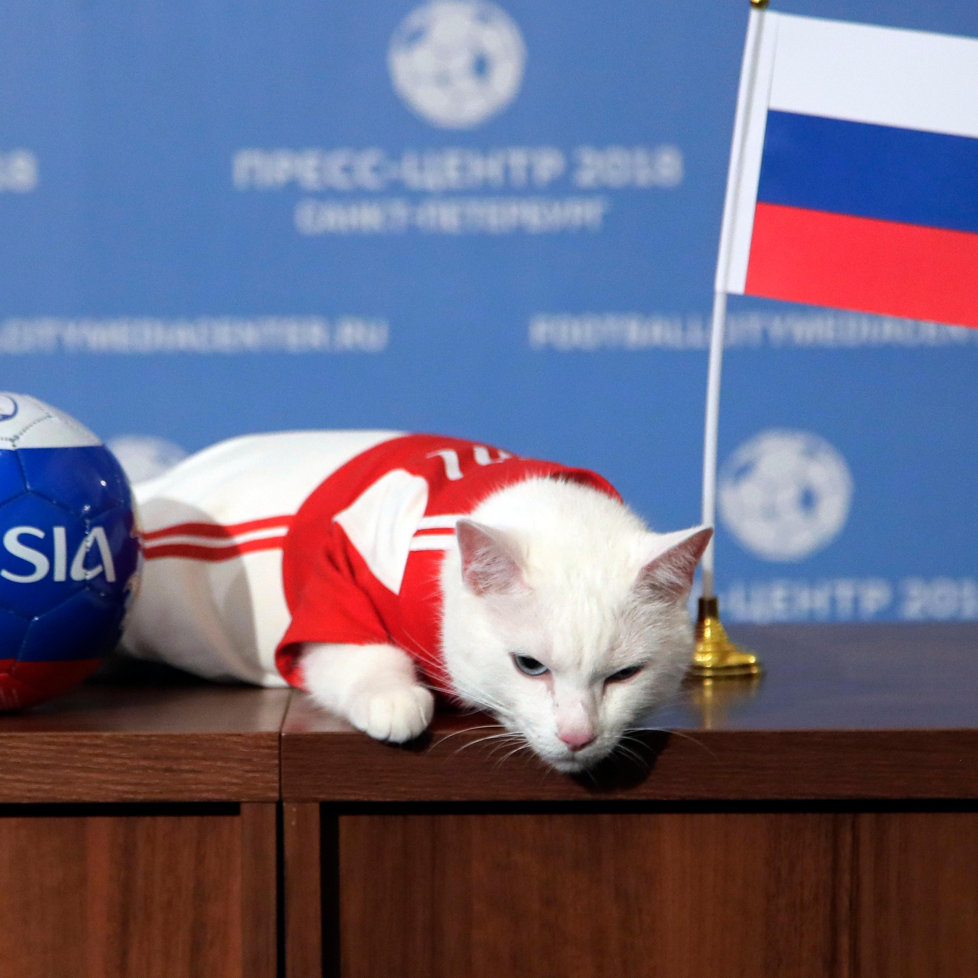 APTOPIX Russia Soccer WCup Cat Predictor