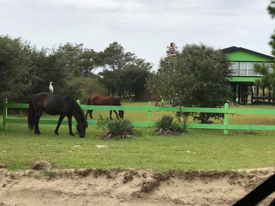 Outer Banks wild horses have survived Tropical Storm Florence.