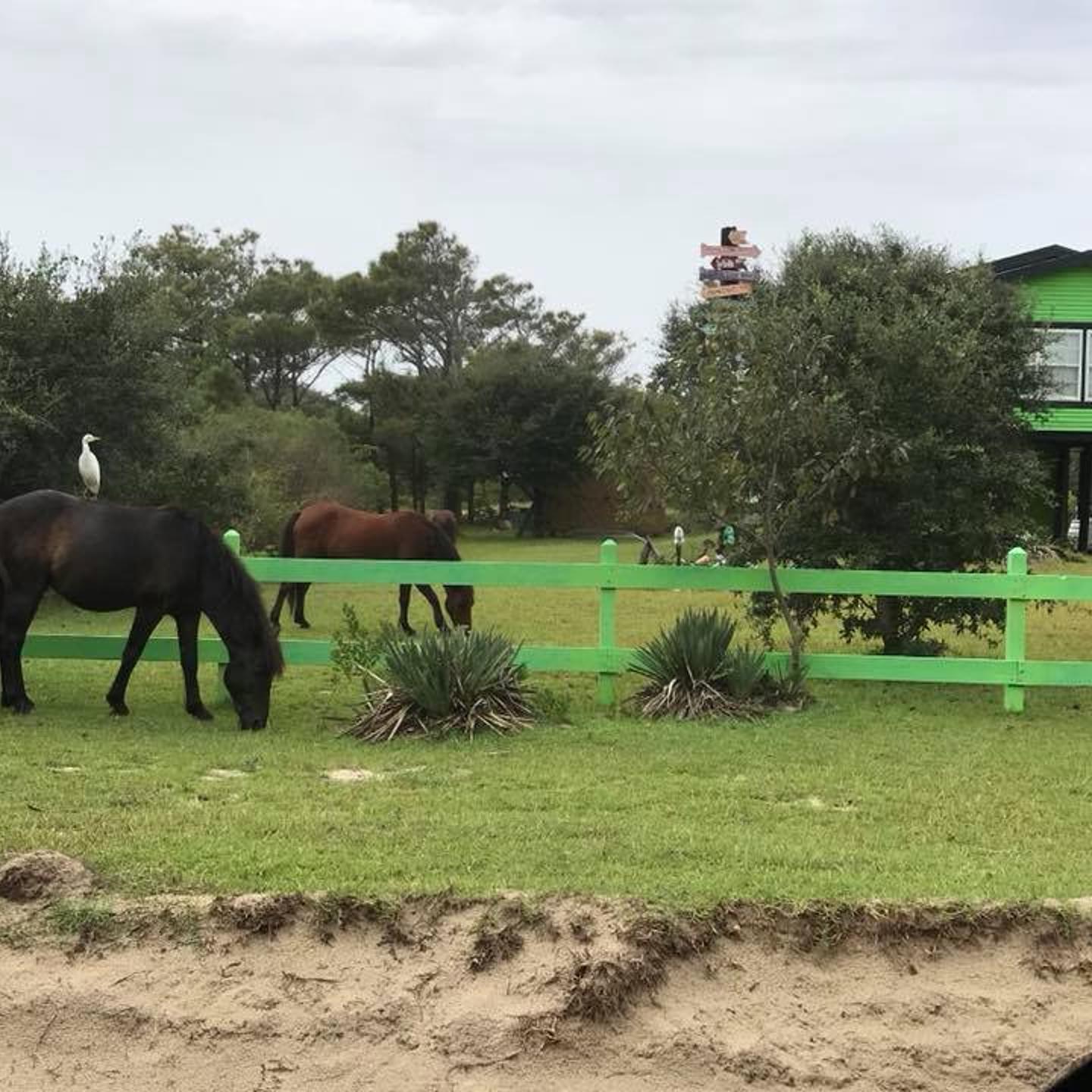 Outer Banks wild horses have survived Tropical Storm Florence.