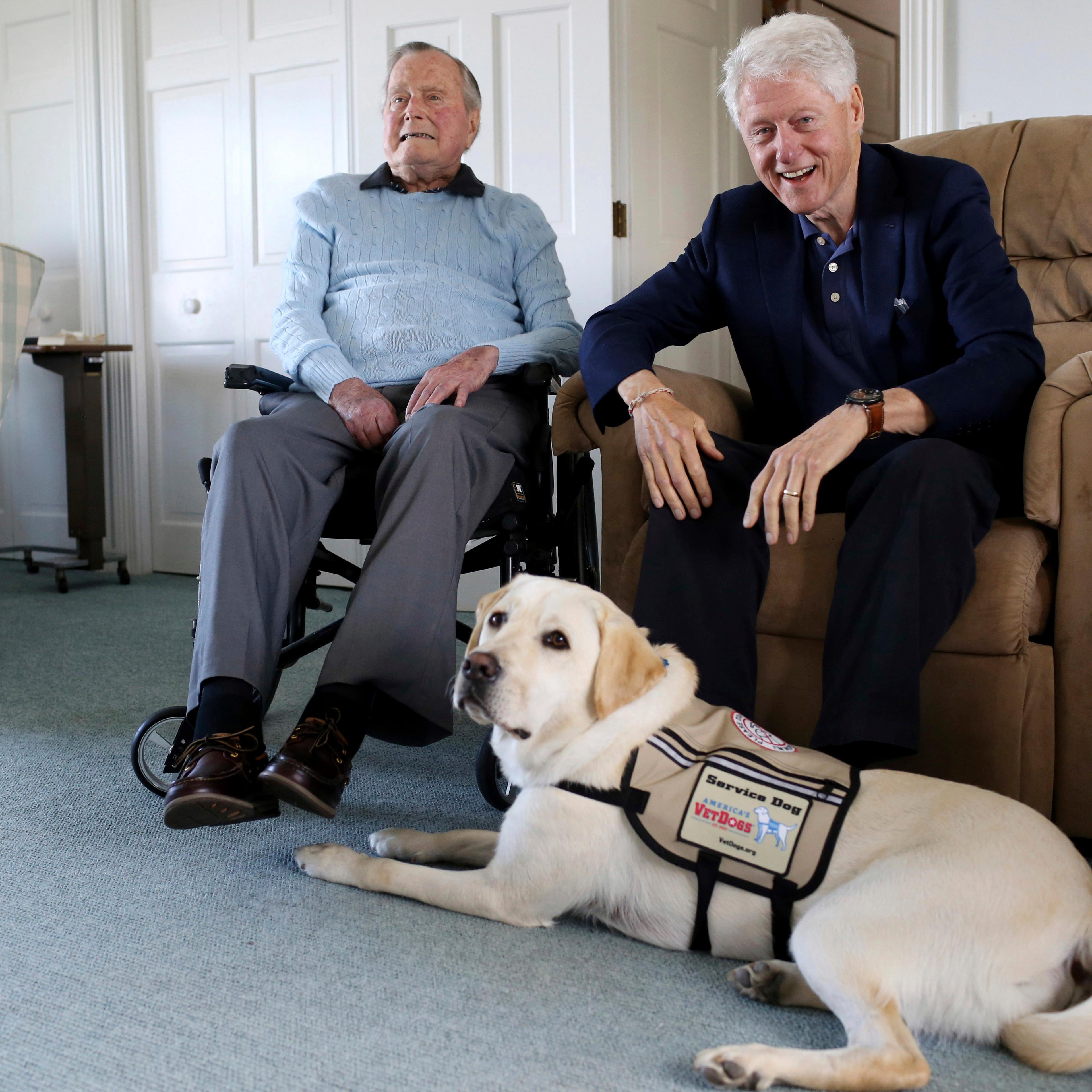Bush Service Dog