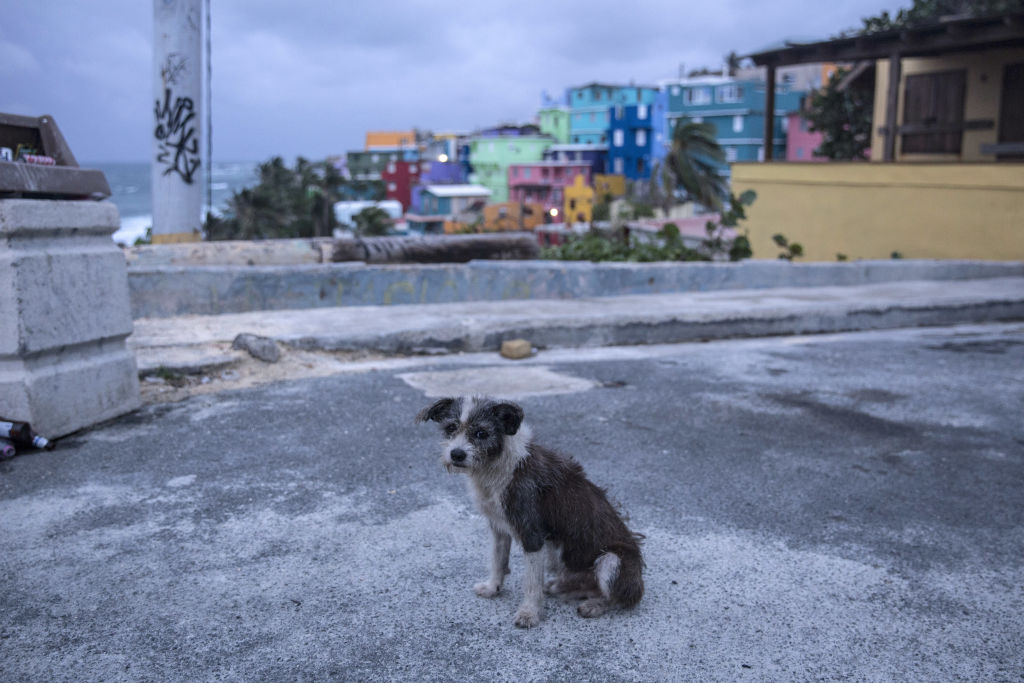 A dog roams the streets of the La Perla neighborhood in Old San Juan as residents prepare for a direct hit from Hurricane Maria on September 19, 2017 in San Juan, Puerto Rico.