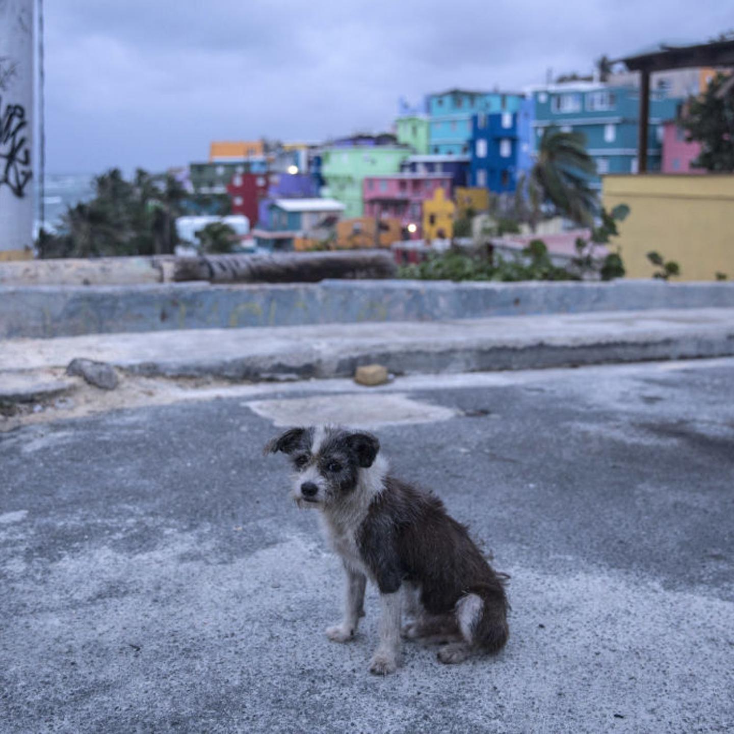 A dog roams the streets of the La Perla neighborhood in Old San Juan as residents prepare for a direct hit from Hurricane Maria on September 19, 2017 in San Juan, Puerto Rico.
