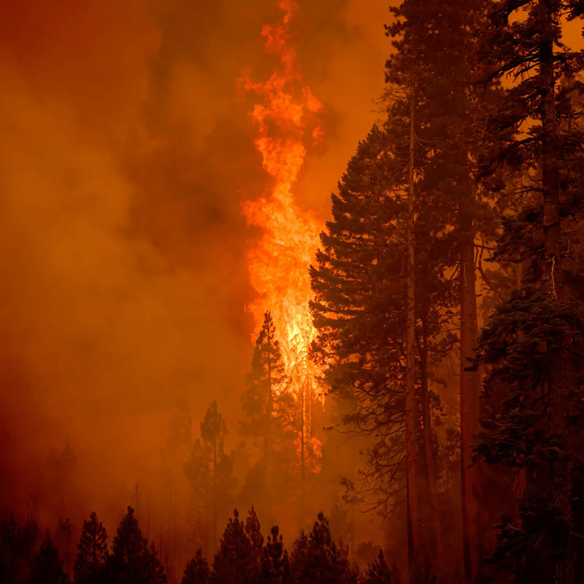 Flames stretched hundreds of feet into the air as the Park fire approached in Tehama County's Mill Creek area of California Aug. 7, 2024.