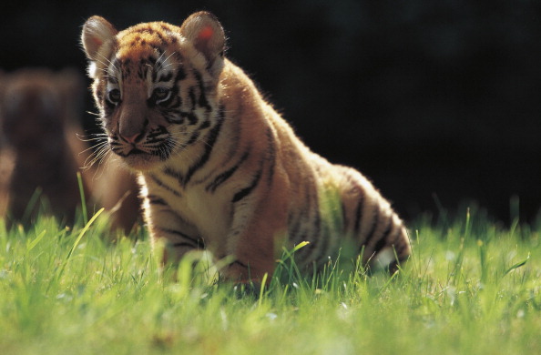 Forty-days-old Sumatran tiger cub