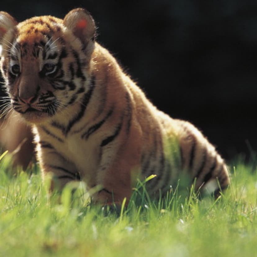 Forty-days-old Sumatran tiger cub